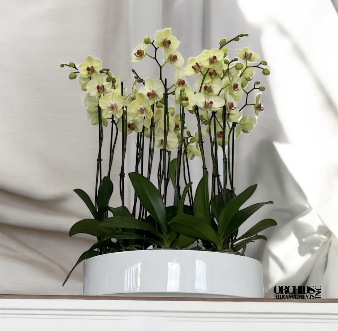 Marvellous Orchids Arrangements Miami - A high quality Sixteen yellow orchids arrangement with a vase 19.5&quot; D X 4&quot; T. An orchids arrangement deliver for any occasion design with fresh natural real beautiful Phalaenopsis cascade orchids plants.