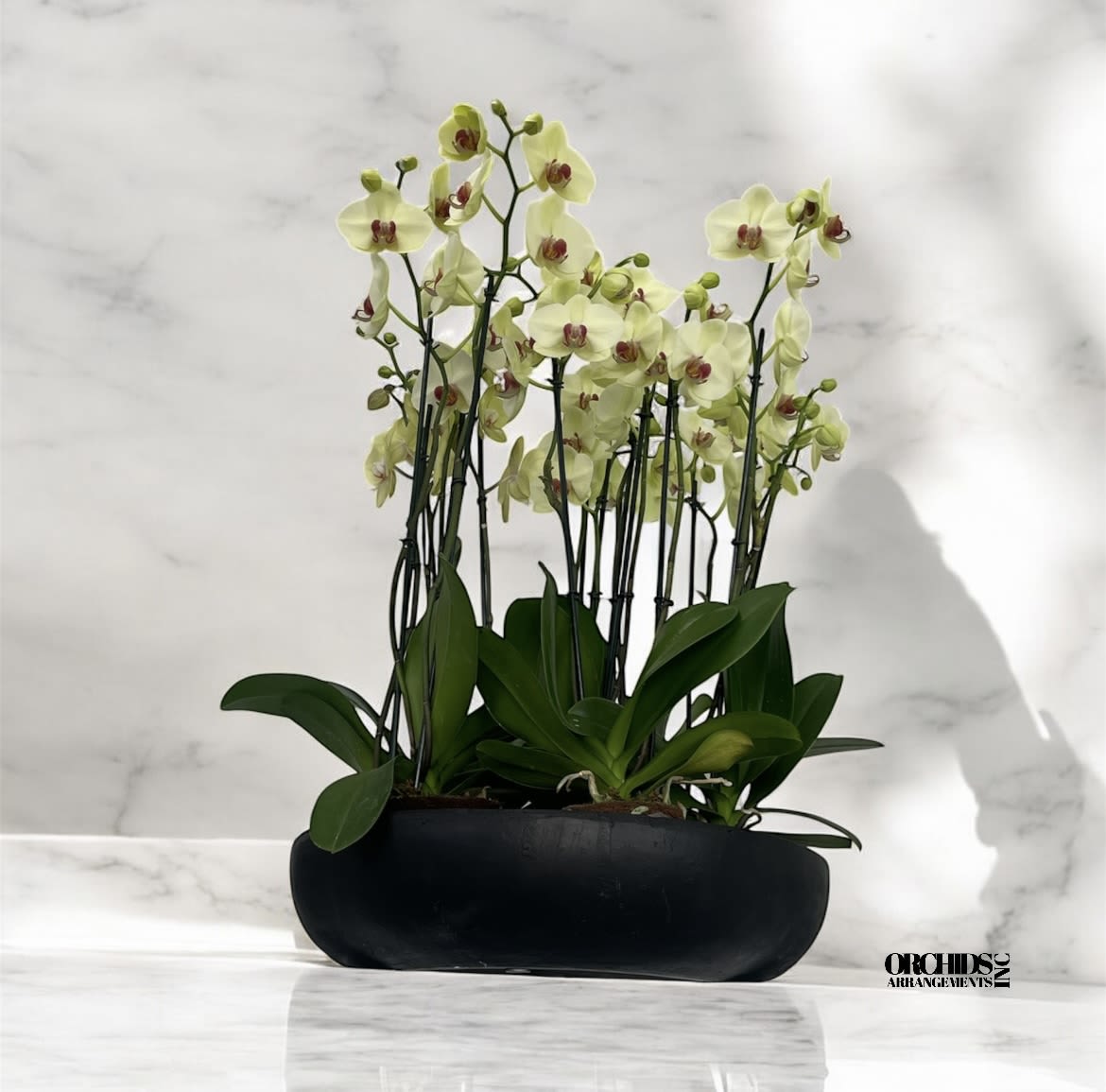 Embellished Orchids Arrangements Miami - A high quality Fourteen yellow orchids arrangement with a vase 20&quot; D X 4&quot; T. An orchids arrangement deliver for any occasion design with fresh natural real beautiful Phalaenopsis cascade orchids plants minimalist decor.