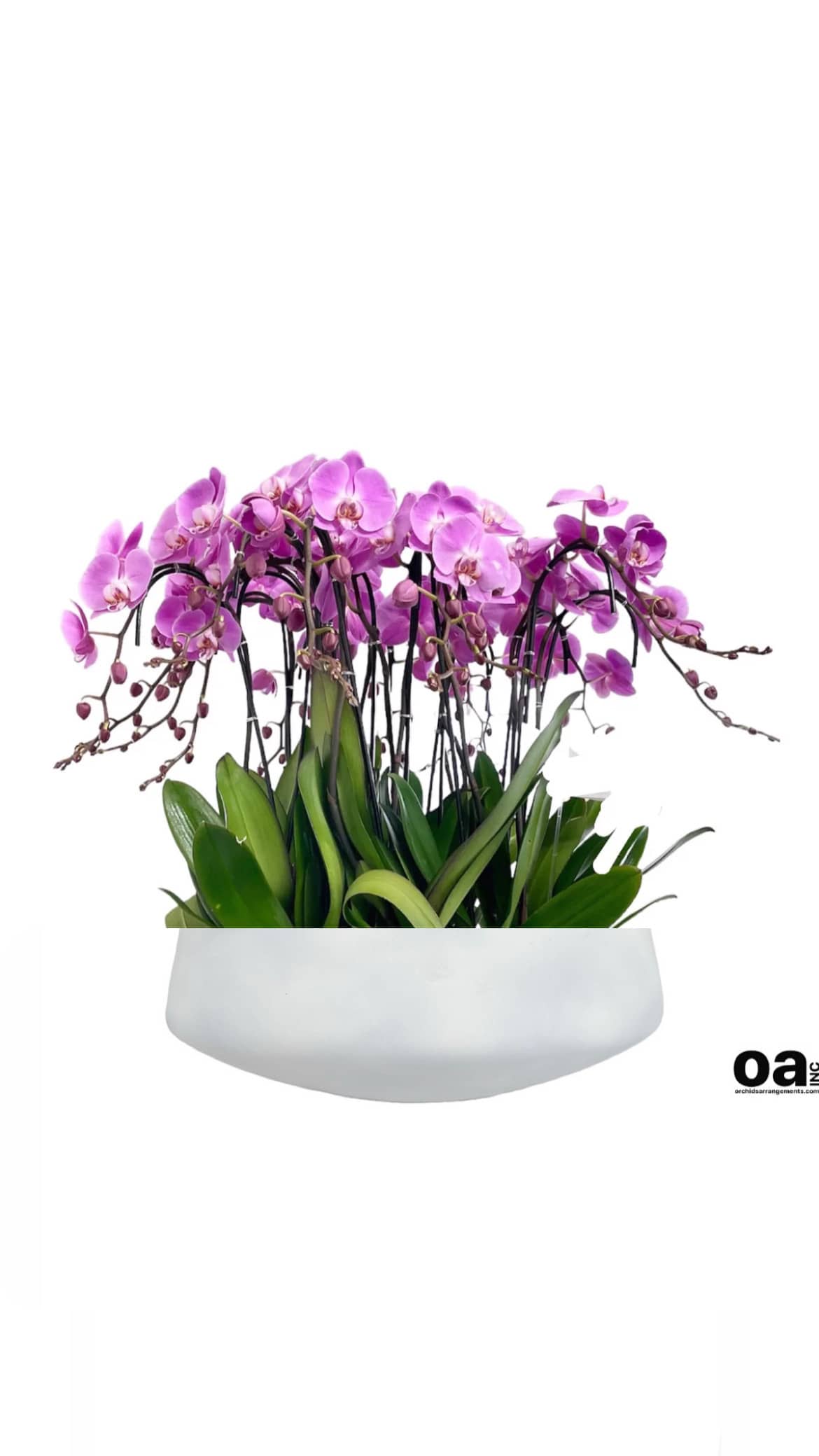 Tremendous Orchids Arrangements Miami - A high quality Sixteen pink orchids arrangement with a vase 20&quot; D X 7&quot; T. An orchids arrangement deliver for any occasion design with fresh natural real beautiful Phalaenopsis cascade orchids plants minimalist decor.