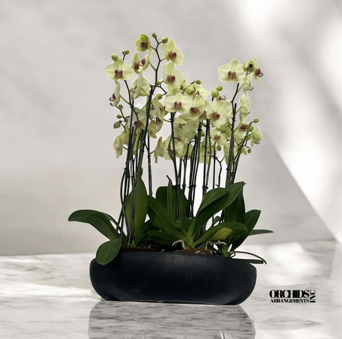 Trendy Orchids Arrangements Miami - A high quality Nineteen yellow orchids arrangement with a vase 20&quot; D X 4&quot; T. An orchids arrangement deliver for any occasion design with fresh natural real beautiful Phalaenopsis cascade orchids plants minimalist decor.