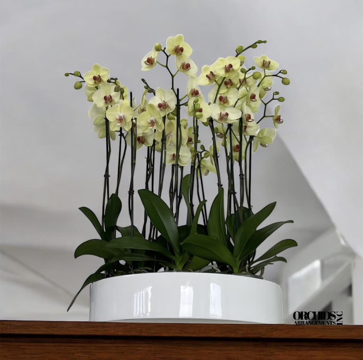Energetic Orchids Arrangements Miami - A high quality Fourteen yellow orchids arrangement with a vase 19.5&quot; D X 4&quot; T. An orchids arrangement deliver for any occasion design with fresh natural real beautiful Phalaenopsis cascade orchids plants