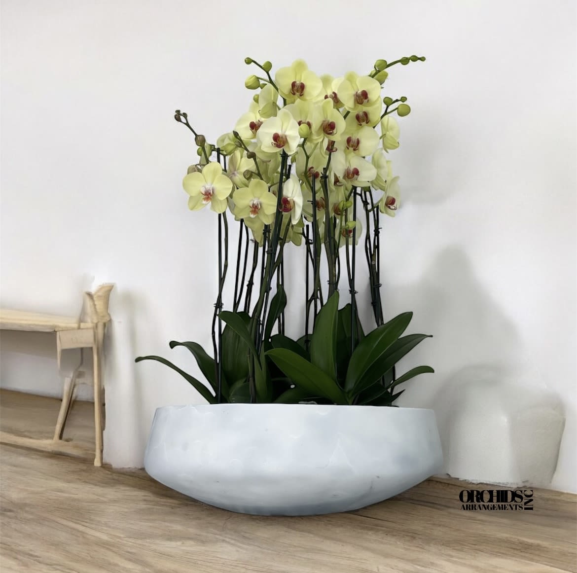 Enjoyable Orchids Arrangements Miami - A high quality Sixteen yellow orchids arrangement with a vase 20&quot; D X 7&quot; T. An orchids arrangement deliver for any occasion design with fresh natural real beautiful Phalaenopsis cascade orchids plants minimalist decor. 