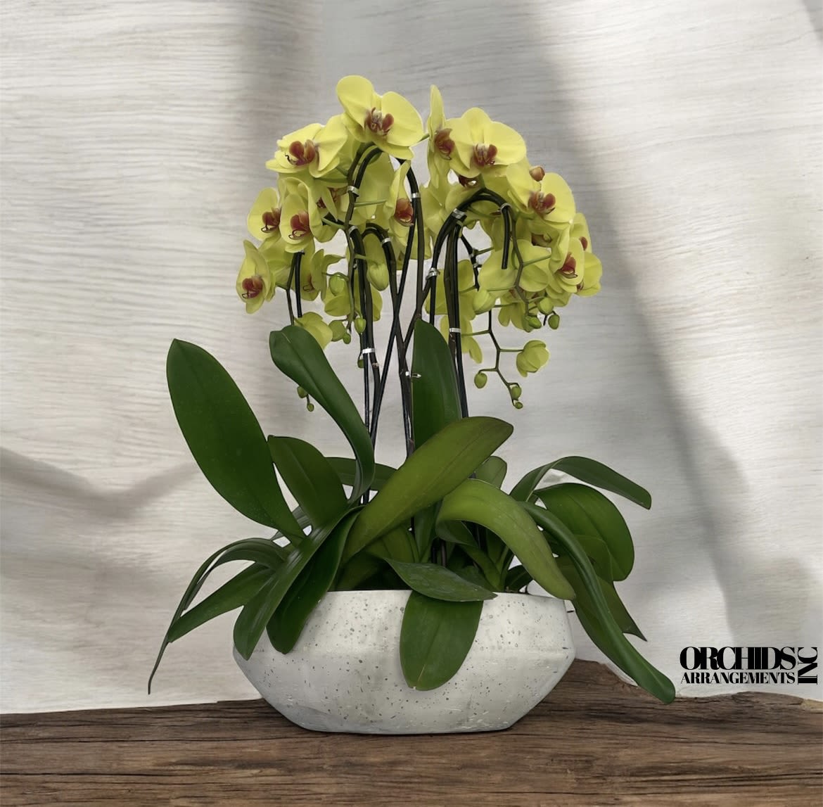 Uniqueness Orchids Arrangements Miami - A high quality Six yellow orchids arrangement with a vase 16.5&quot; D X 6&quot; T. An orchids arrangement deliver for any occasion design with fresh natural real beautiful Phalaenopsis cascade orchids plants minimalist decor.