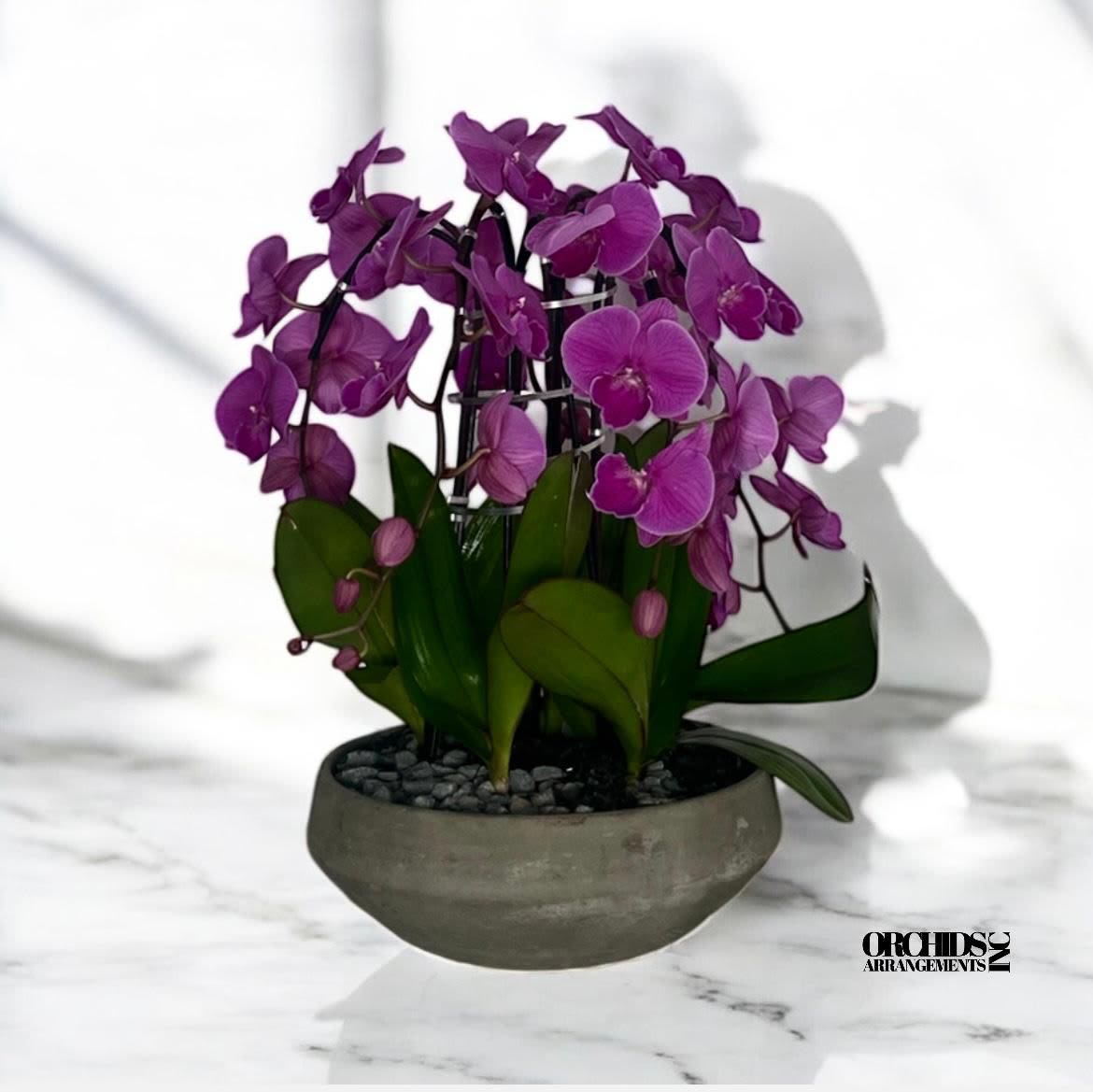 Unmistakable Orchids Arrangements Miami - A high quality Five purple orchids arrangement with a vase 13&quot; D X 5&quot; T. An orchids arrangement deliver for any occasion design with fresh natural real beautiful Phalaenopsis cascade orchids plants minimalist decor.
