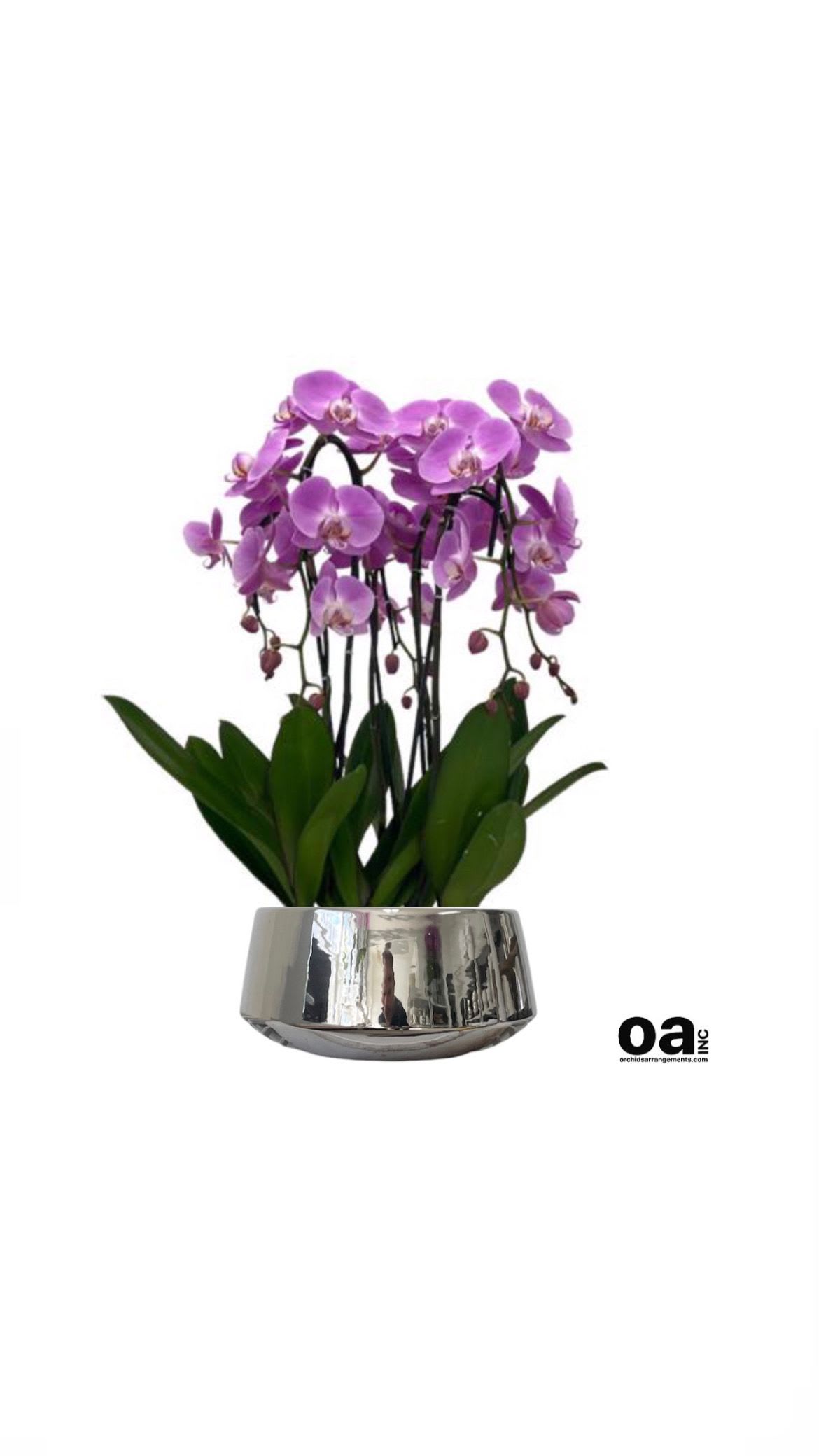 Unrivaled Orchids Arrangements Miami - A high quality Five pink orchids arrangement with a vase 9&quot; D X 4.5&quot; T. An orchids arrangement deliver for any occasion design with fresh natural real beautiful Phalaenopsis cascade orchids plants minimalist decor.