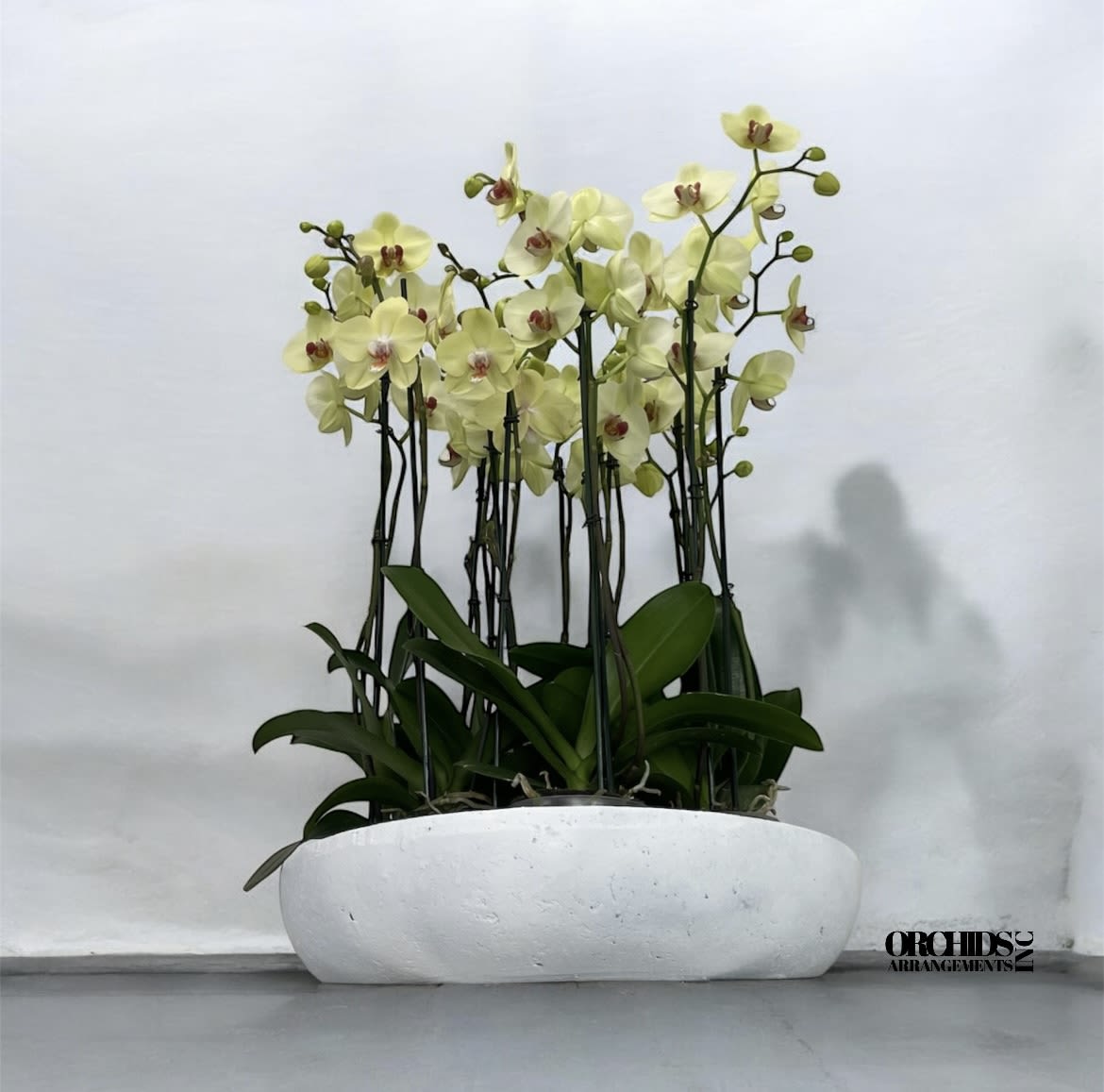 Untouched Orchids Arrangements Miami - A high quality Fifteen yellow orchids arrangement with a vase 20&quot; D X 4&quot; T. An orchids arrangement deliver for any occasion design with fresh natural real beautiful Phalaenopsis cascade orchids plants minimalist decor. 