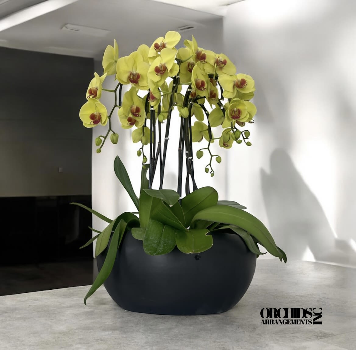 Unusual Orchids Arrangements Miami - A high quality Seven yellow orchids arrangement with a vase 15&quot; D X 7&quot; T. An orchids arrangement deliver for any occasion design with fresh natural real beautiful Phalaenopsis cascade orchids plants minimalist decor.
