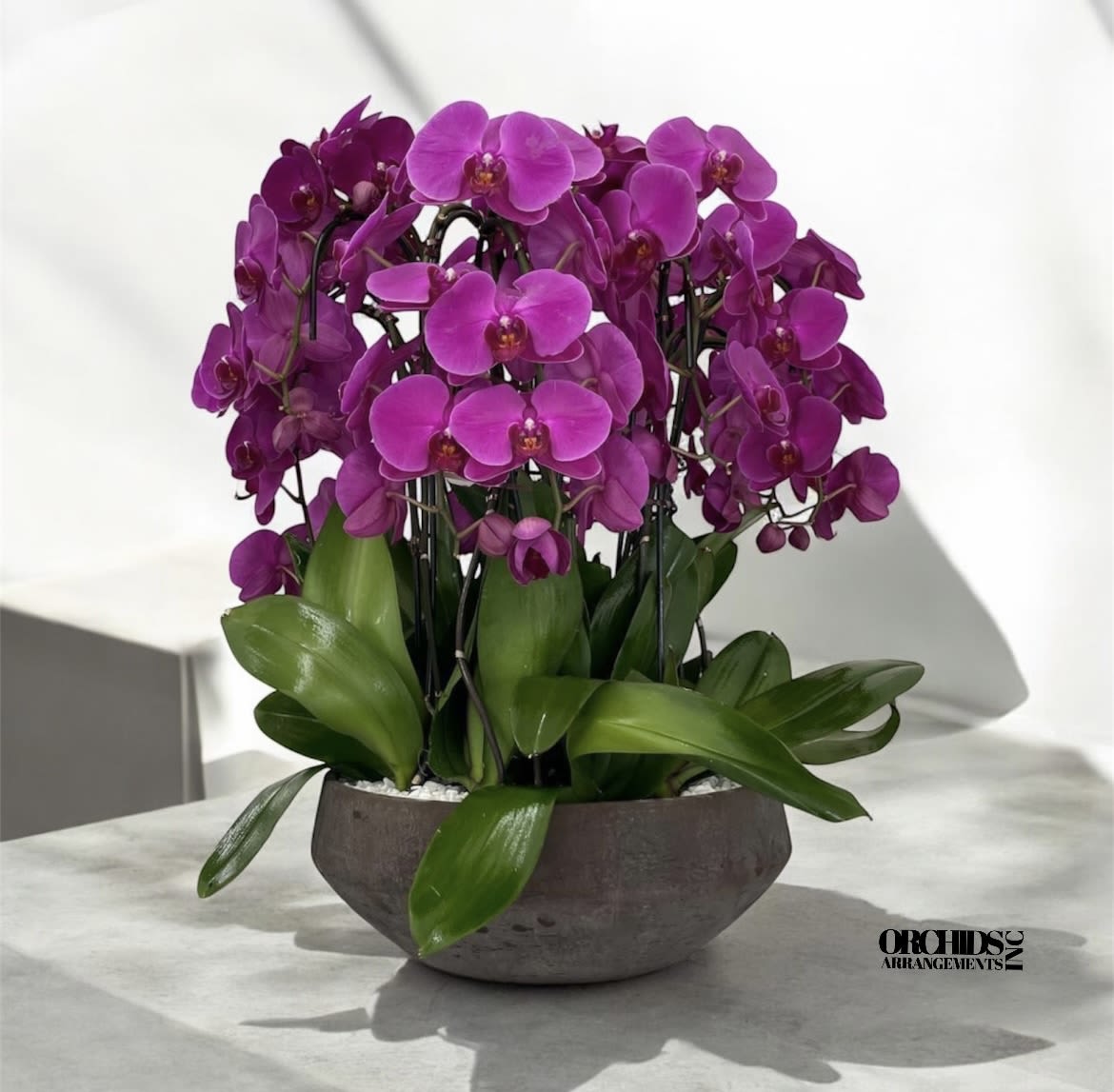 Uplifting Orchids Arrangements Miami - A high quality Seven purple orchids arrangement with a vase 14&quot; D X 5&quot; T. An orchids arrangement deliver for any occasion design with fresh natural real beautiful Phalaenopsis cascade orchids plants minimalist decor.