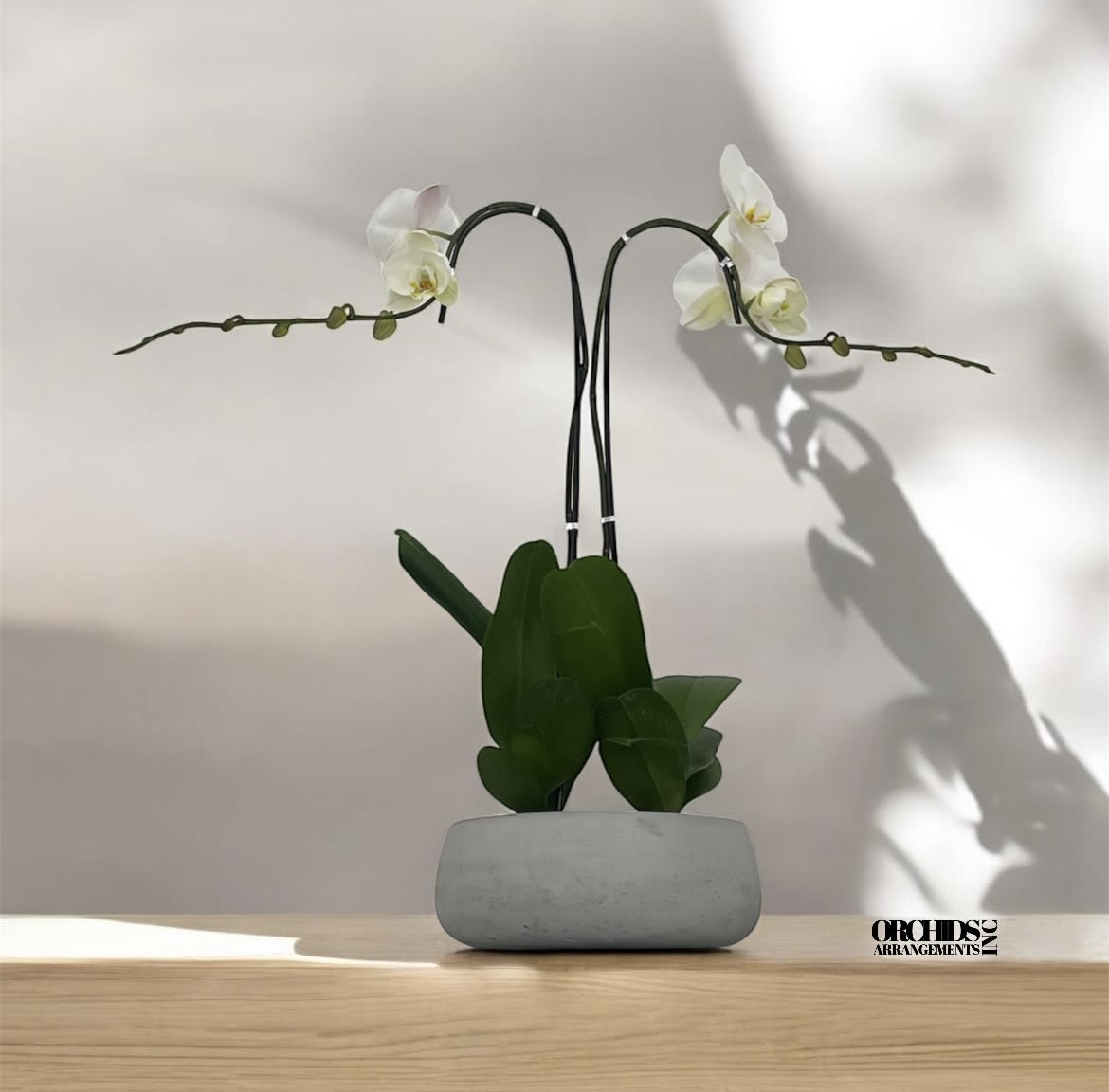 Obstreperous Orchids Arrangements Miami - A high quality Double white orchids arrangement with a vase 8.5&quot; D X 4&quot; T. An orchids arrangement deliver for any occasion design with fresh natural real beautiful Phalaenopsis cascade orchids plants minimalist decor.