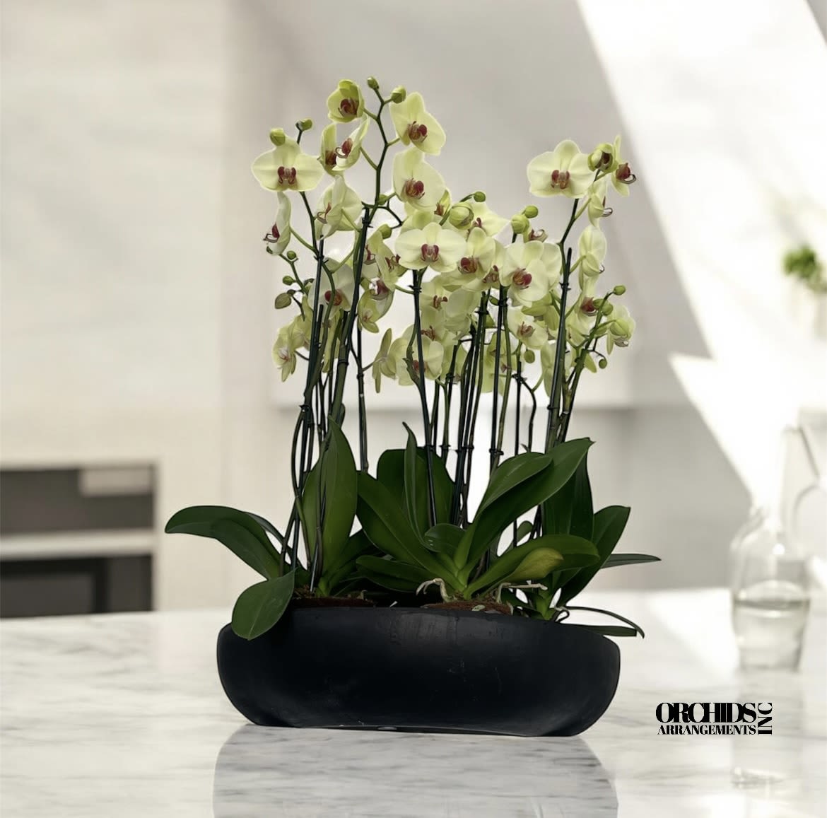 Extraordinarily Orchids Arrangements Miami  - A high quality Seventeen yellow orchids arrangement with a vase 20&quot; D X 4&quot; T. An orchids arrangement deliver for any occasion design with fresh natural real beautiful Phalaenopsis cascade orchids plants minimalist decor. 