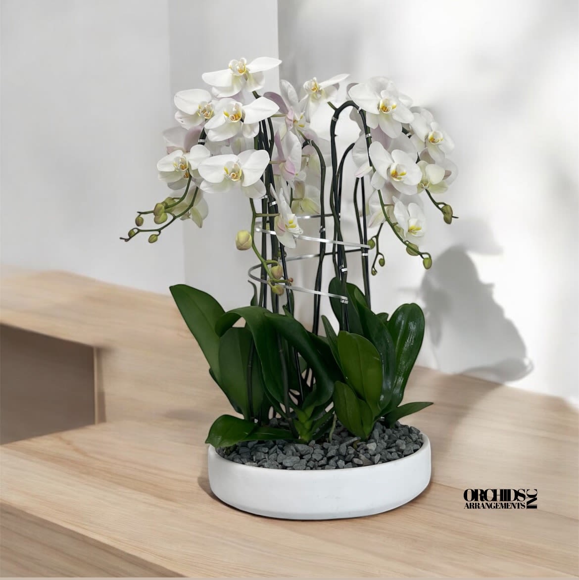 Online Orchids Arrangements Miami - A high quality Eight white orchids arrangement with a vase 15.5&quot; D X 4.25&quot; T. An orchids arrangement deliver for any occasion design with fresh natural real beautiful Phalaenopsis cascade orchids plants minimalist decor. 