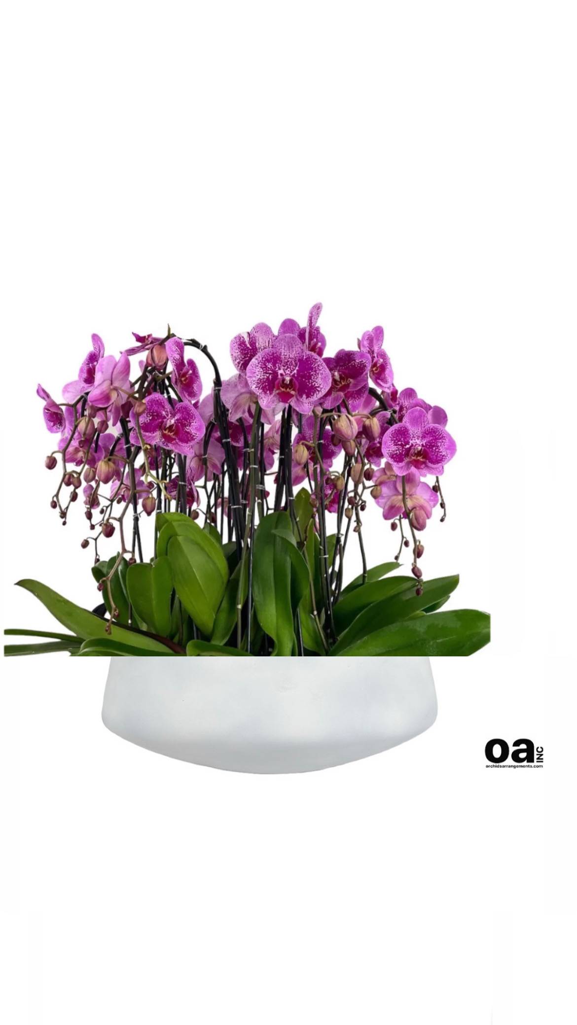 Valuable Orchids Arrangements Miami - A high quality Sixteen purple orchids arrangement with a vase 20&quot; D X 7&quot; T. An orchids arrangement deliver for any occasion design with fresh natural real beautiful Phalaenopsis cascade orchids plants minimalist decor. 
