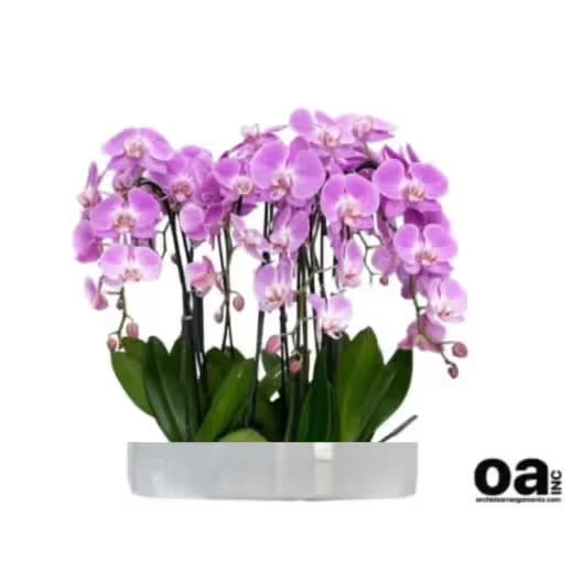 Extravagance Orchids Arrangements Miami - A high quality Twenty pink orchids arrangement with a vase 20&quot; D X 7&quot; T. An orchids arrangement deliver for any occasion design with fresh natural real beautiful Phalaenopsis cascade orchids plants minimalist decor.