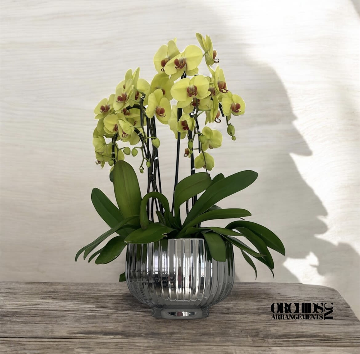 Velvety Orchids Arrangements Miami - A high quality Six yellow orchids arrangement with a vase 12&quot; D X 7&quot; T. An orchids arrangement deliver for any occasion design with fresh natural real beautiful Phalaenopsis cascade orchids plants minimalist decor. 