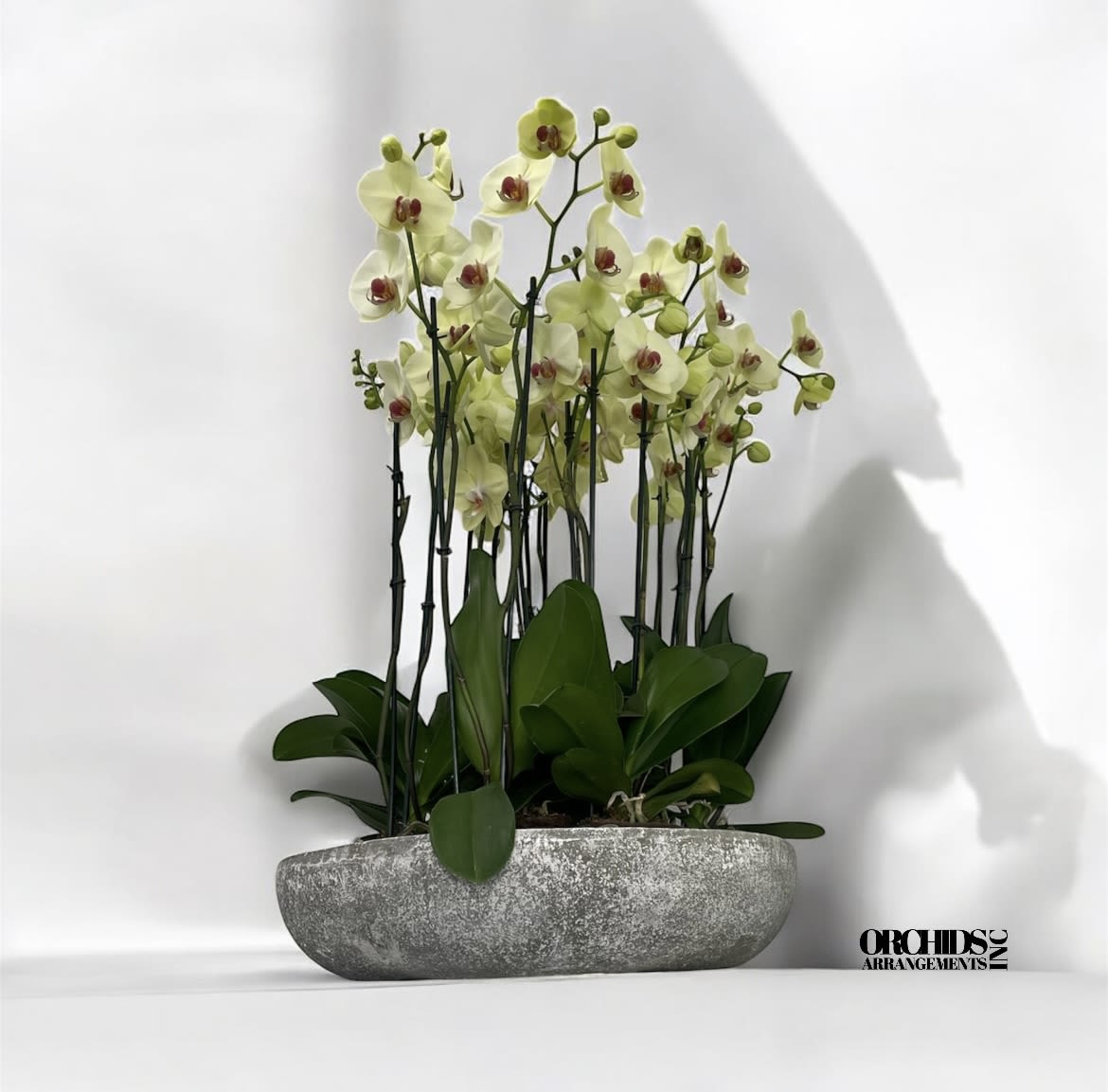 Extravagant Orchids Arrangement Miami - A high quality Thirteen yellow orchids arrangement with a vase 20&quot; D X 4&quot; T. An orchids arrangement deliver for any occasion design with fresh natural real beautiful Phalaenopsis cascade orchids plants minimalist decor.