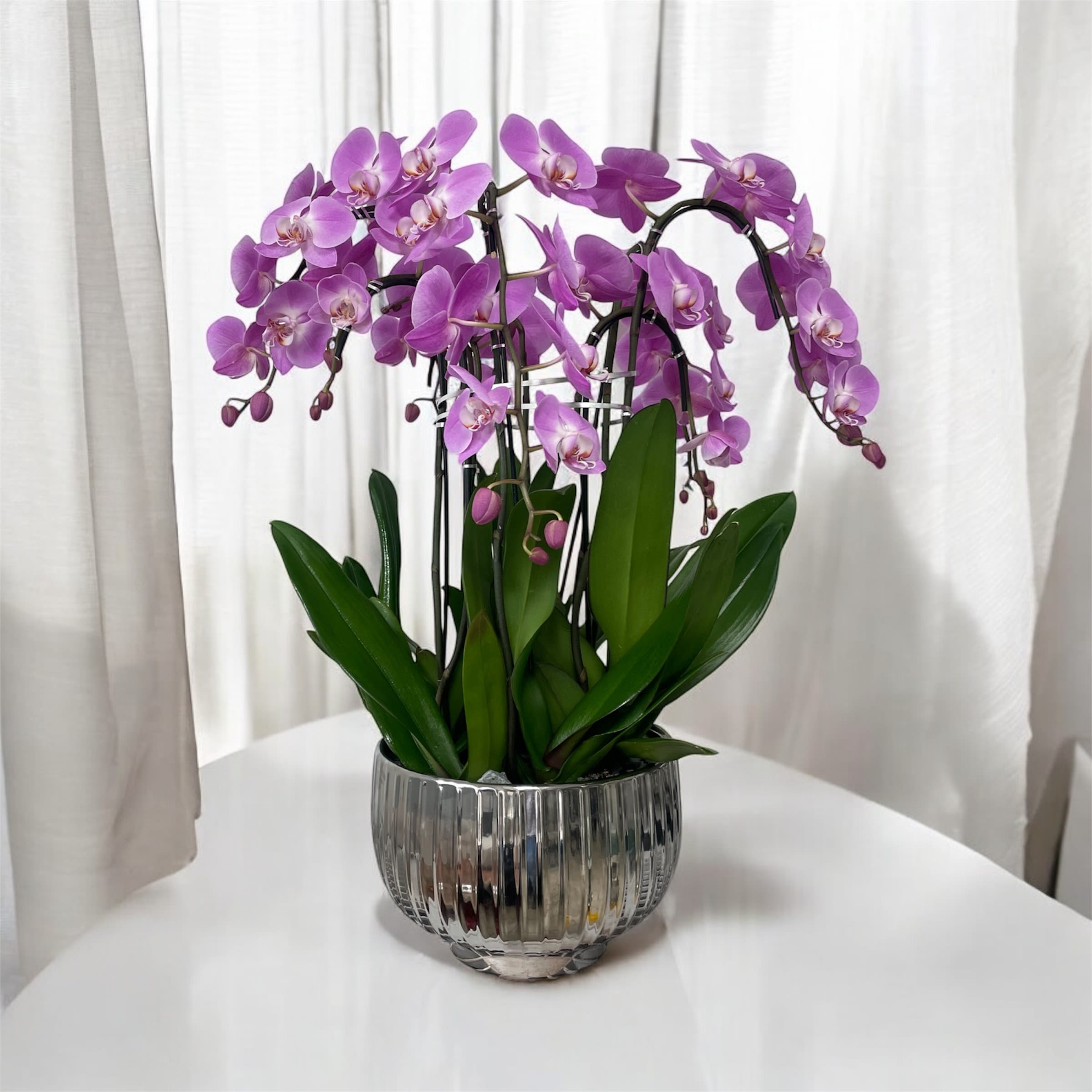 Extravagant Orchids Arrangements Miami - A high quality Eight pink orchids arrangement with a vase 12&quot; D X 7&quot; T. An orchids arrangement deliver for any occasion design with fresh natural real beautiful Phalaenopsis cascade orchids plants minimalist decor. 