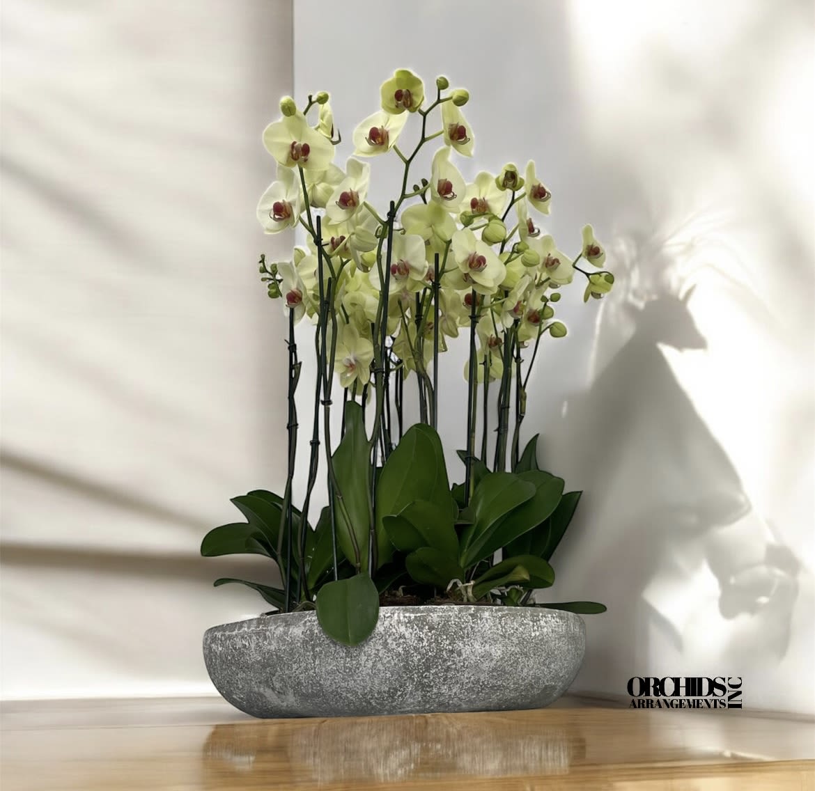Vigorous Orchids Arrangements Miami - A high quality Fifteen yellow orchids arrangement with a vase 20&quot; D X 4&quot; T. An orchids arrangement deliver for any occasion design with fresh natural real beautiful Phalaenopsis cascade orchids plants minimalist decor.