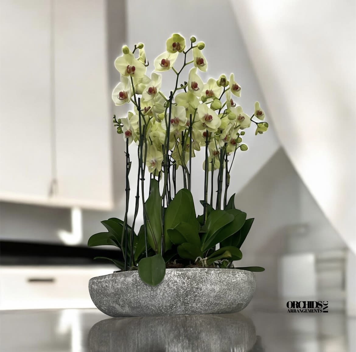 Outstanding Orchids Arrangements Miami Outstanding Orchids Arrangements Miami - A high quality Nineteen yellow orchids arrangement with a vase 20" D X 4" T. An orchids arrangement deliver for any occasion design with fresh natural real beautiful Phalaenopsis cascade orchids plants minimalist decor.