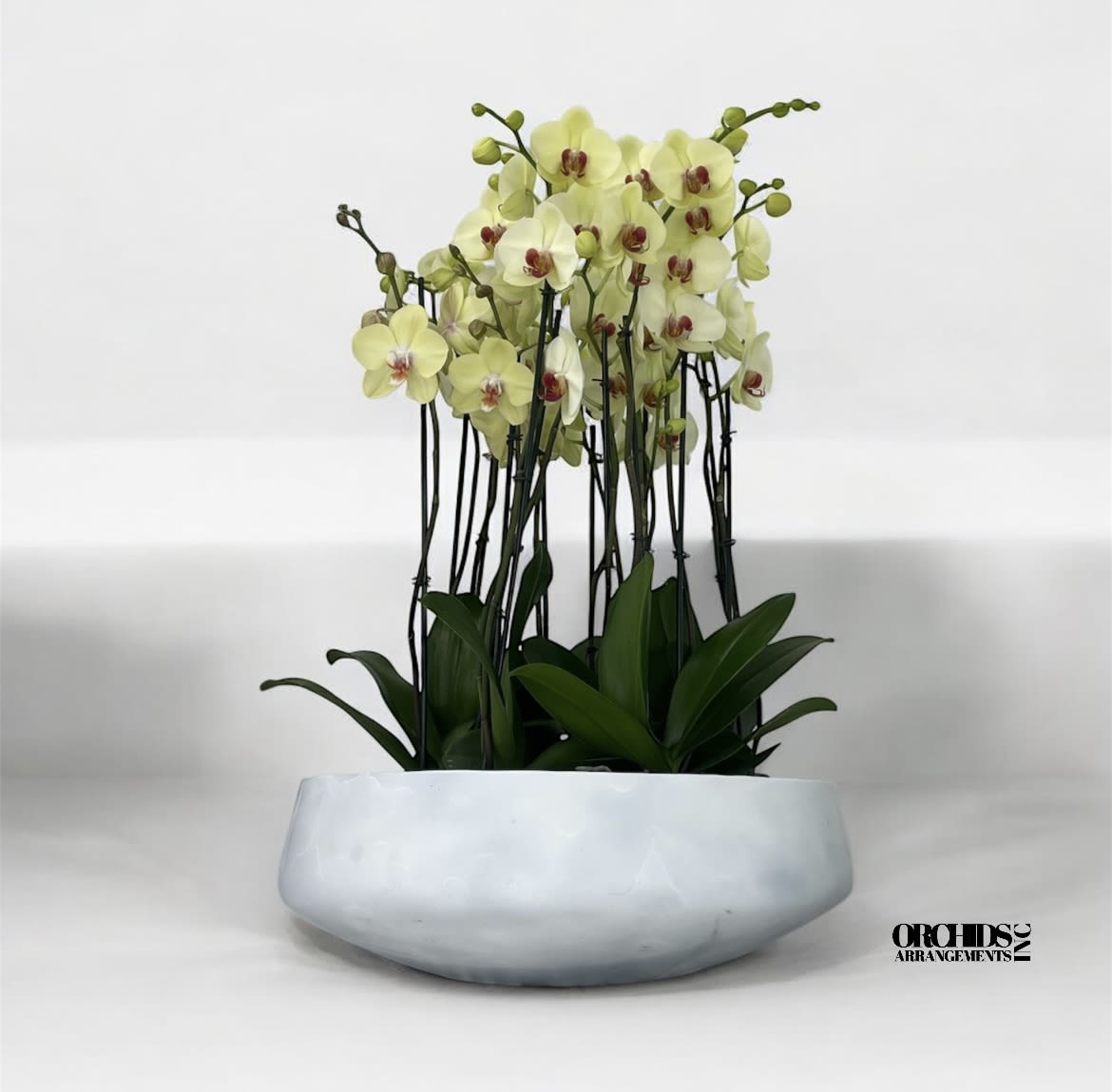 Paradisiacal Orchids Arrangements Miami - A high quality Seventeen yellow orchids arrangement with a vase 20&quot; D X 7&quot; T. An orchids arrangement deliver for any occasion design with fresh natural real beautiful Phalaenopsis cascade orchids plants minimalist decor. 