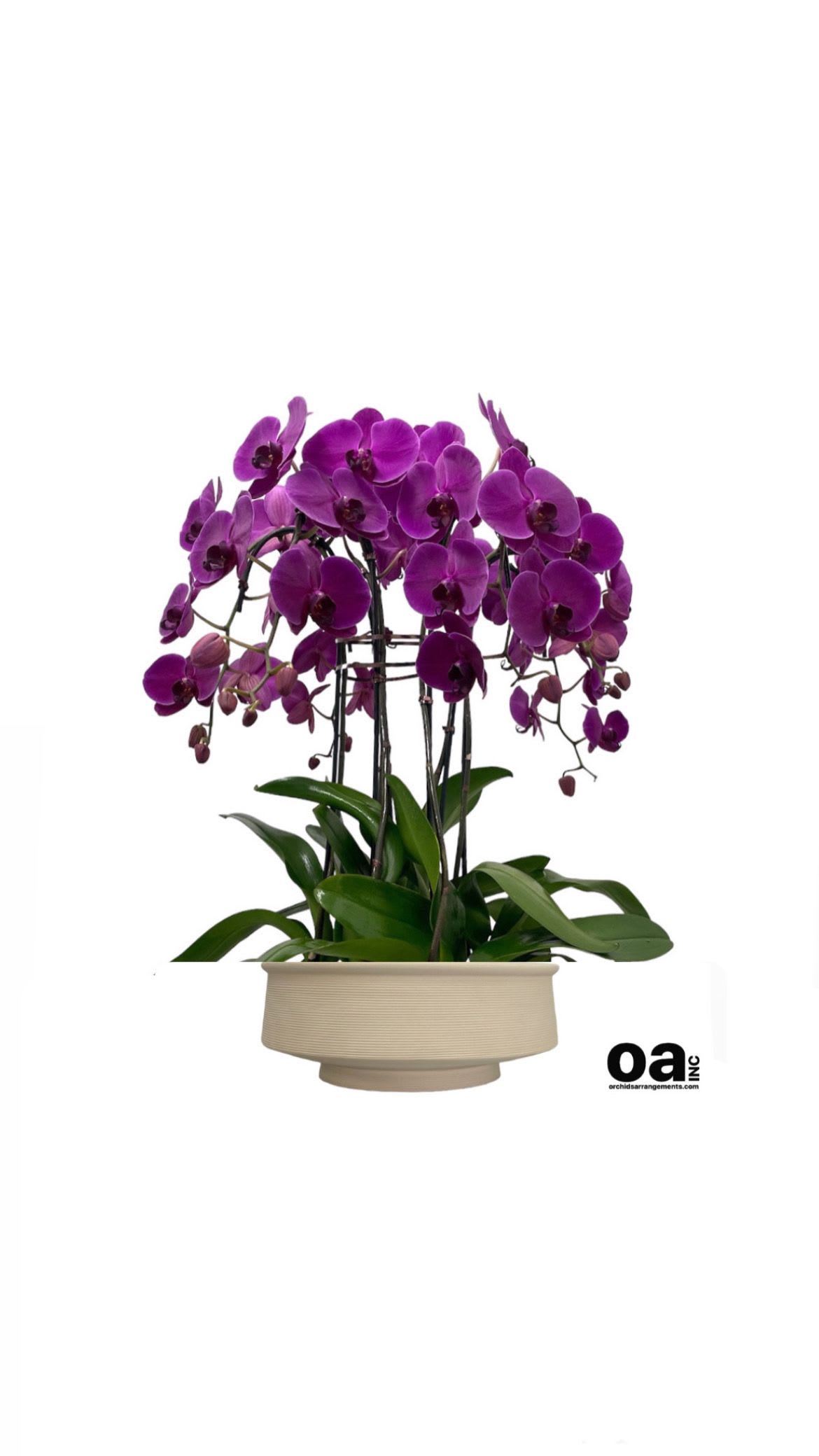 Fashionable Orchids Arrangements Miami - A high quality Five purple orchids arrangement with a vase 11.5&quot; D X 4.5&quot; T. An orchids arrangement deliver for any occasion design with fresh natural real beautiful Phalaenopsis cascade orchids plants minimalist decor.