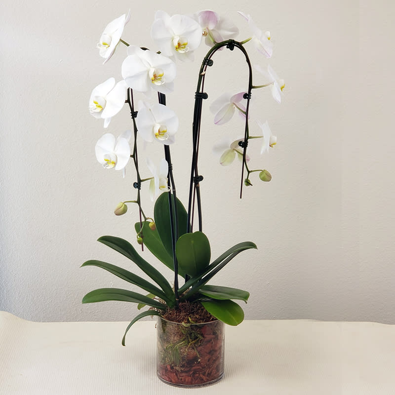 White Cascaded Phalaenopsis Orchid - Double Plants White Phalaenopsis Orchid in a clear glass vase potted to fresh-to-order for next-day delivery. This is an indoor plant suitable for a table or desk, it will bring a touch botanical garden for home or office.  APPROXIMATE SIZE: 24&quot; H x 15&quot; W. Orchid Care:  Light- Keep indoors in bright, indirect light. Temp- Maintain 65-80 F.  To care for a Phalaenopsis orchid in a glass vase:  Water type  Use distilled or rainwater, as tap water can contain minerals that hinder the orchid's longevity.   Water level Spry enough water to submerge only the bottom 20% of the roots.   Air exposure Allow the roots to dry out for 1-2 days each week to provide oxygen and prevent rot.