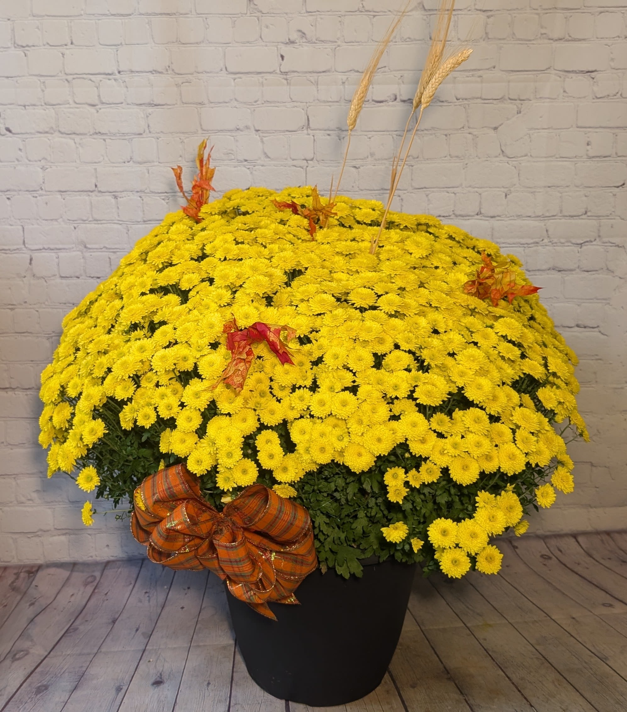 Biggie Mum (Yellow, Red, Purple*) - Make a bold statement this fall with our giant 14” mum—overflowing with vibrant blooms and dressed for the season! Each mum comes beautifully decorated with a festive bow, natural wheat, and preserved glycerin leaves for the perfect autumn touch. These mums are impressively full and make a stunning addition to porches, patios, or entryways. Available in yellow, red, and purple (colors subject to availability*). Bring home the beauty of fall in an unforgettable way! 