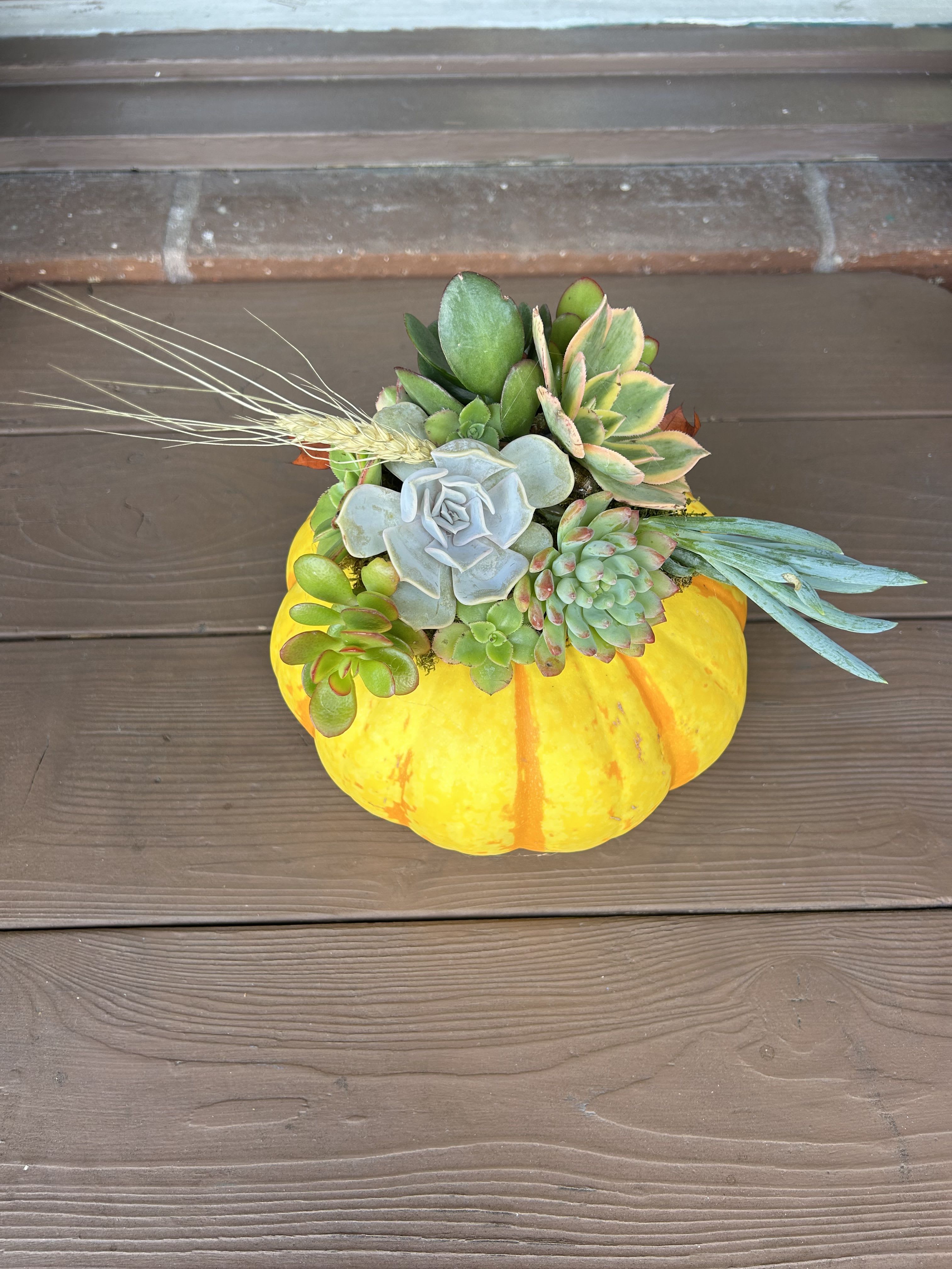 Fresh Pumpkin with succulents - A beautiful seasonal pumpkin arrangement complete with succulents and moss.  Perfect for any occasion to compliment the warm n' fuzzy fall season. (small pumpkin approx 6in X 6in)