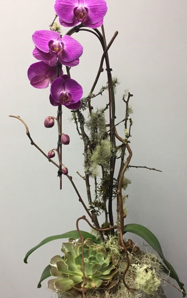 PURPLE PHAL PLANT - BIG BEAUTIFUL PURPLE PHALENOPOLIS BLOOMS ADORN THIS PLANT. SURE TO PLEASE.
