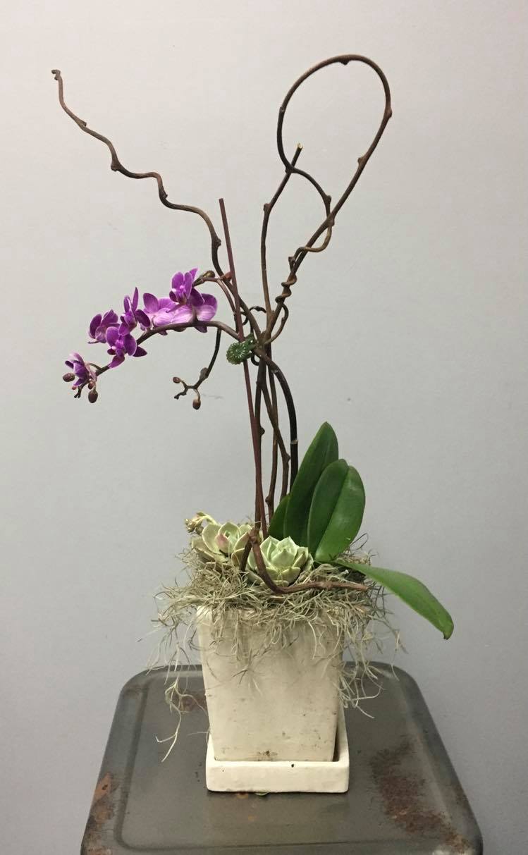 Orchid Plant - A beautiful phalaenopsis plant accented with moss and branches arranged in a custom container