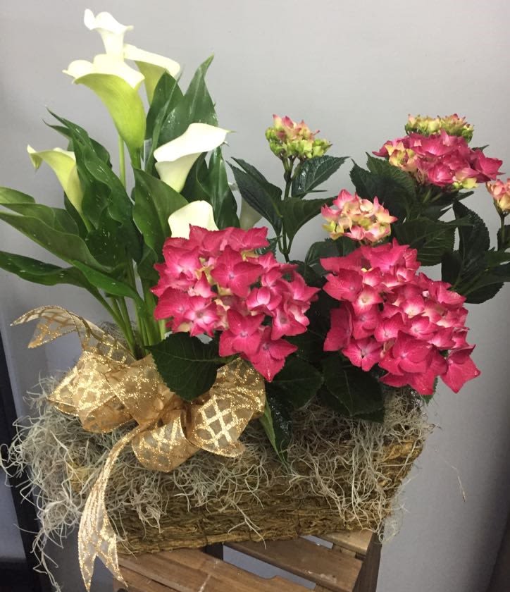 ROOTED IN ELEGANCE - A timeless duo planted with care and designed to grow beautifully