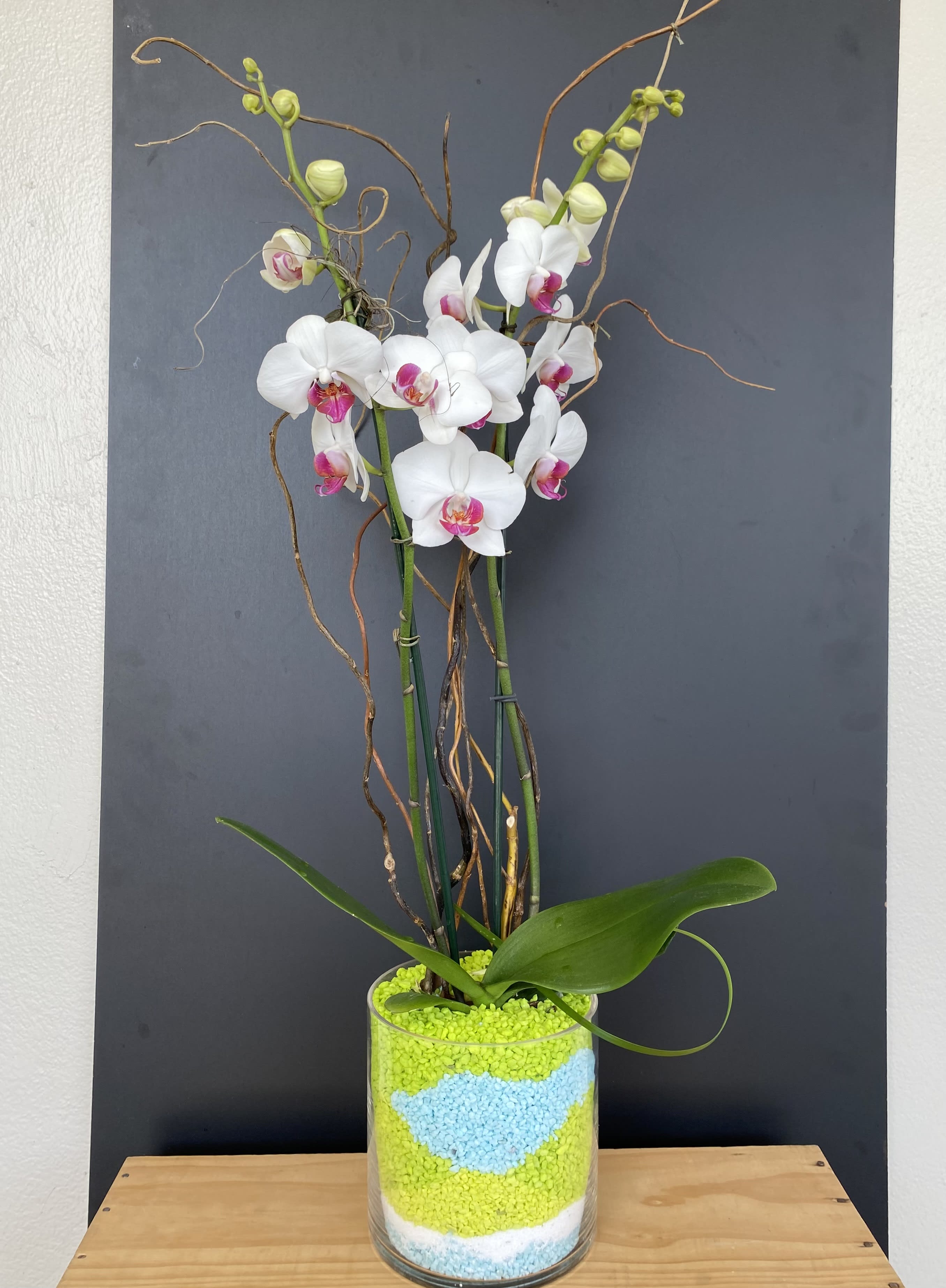 New wave  - Orchid plant with curly willow branches 