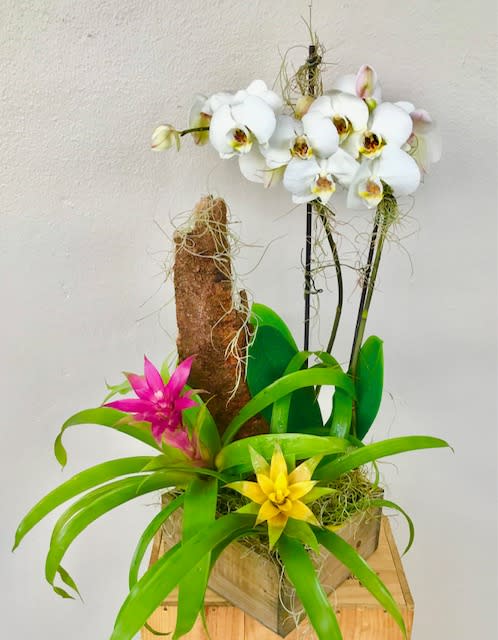 Orchids in the Fall  - Orchid plant , Bromeliad plants in wooden box 