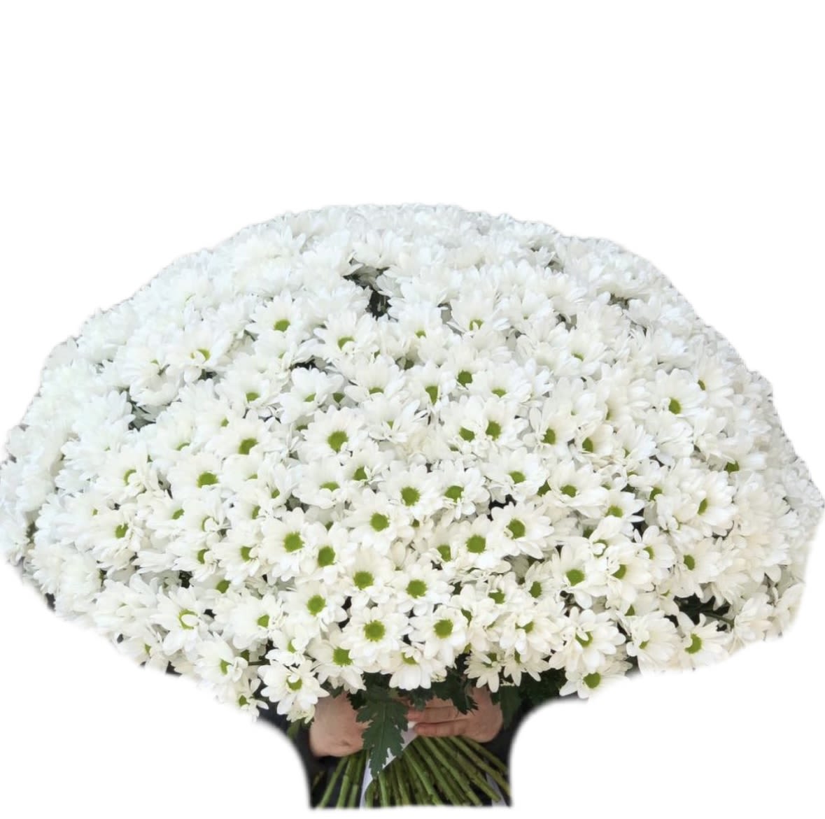 A Large Bouquet of White Daisies - White daisies are flowers that are impossible not to love. They are simple yet elegant, sincere yet radiant, as if they embody purity and joy. That is why a large bouquet of white daisies always makes such a powerful impression: it carries with it the freshness of summer, the warmth of sunlight, and the harmony of nature.  What makes daisies so special? Daisies symbolize tenderness, honesty, and carefree happiness. Their delicate white petals paired with bright golden centers bring a sense of lightness and positivity. A large bouquet of daisies is a wonderful gift for a loved one, a close friend, a colleague, or even as a gesture of self-care. These flowers are universal — suitable for any occasion and always uplifting.  Perfect occasions for gifting daisies: 	•	Romantic moments — daisies highlight the purity of feelings and the sincerity of emotions. 	•	Birthdays — a cheerful bouquet brings warmth and smiles to any celebration. 	•	As a thank-you gift — a natural, heartfelt way to express gratitude. 	•	Just because — sometimes the best gift is one given with no reason at all, simply to brighten someone’s day.  Why choose a large bouquet? A small bunch of daisies looks charming and delicate, but a large bouquet creates a true wow-effect. Dozens of white blossoms gathered together form a lush, vibrant composition that symbolizes abundance and happiness. Such a bouquet fills the room with freshness and light, leaving unforgettable memories. 