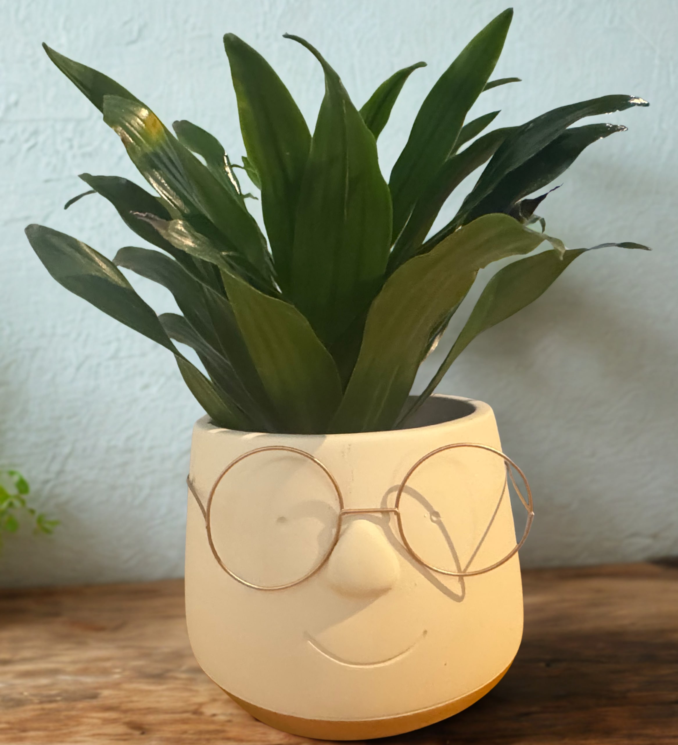 Bob The Boss Planter - 5&quot; green plant in a ceramic face planter with wire glasses. Other options available like girl planter. Green plants make the perfect gift for your boss because it is the perfect size for anyone boss's desk. Care instructions included. 