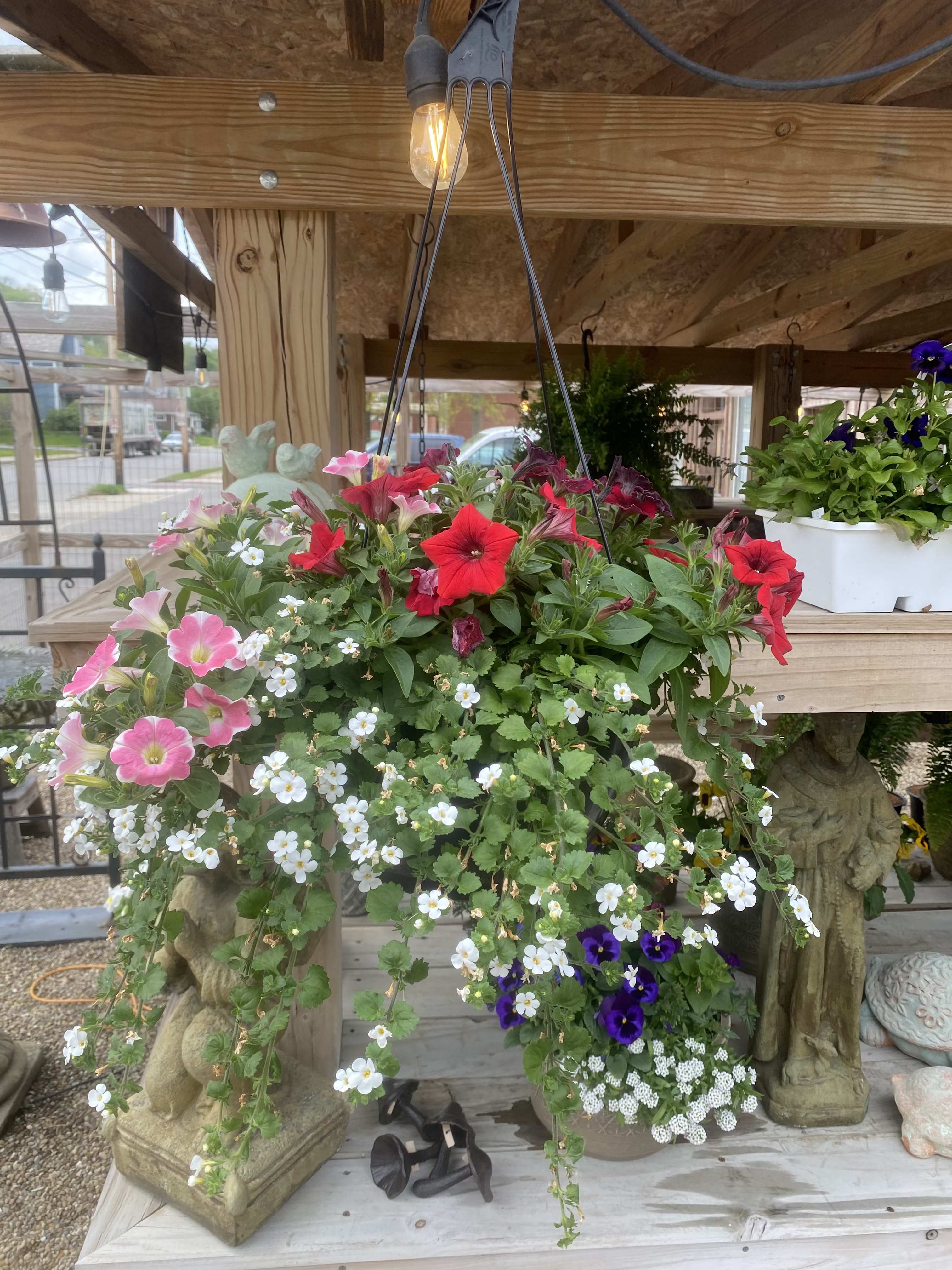 Black hanging Basket - Beautiful sleek black hanging basket with multiple cascading plants. Sure to make Mom's Day very special!