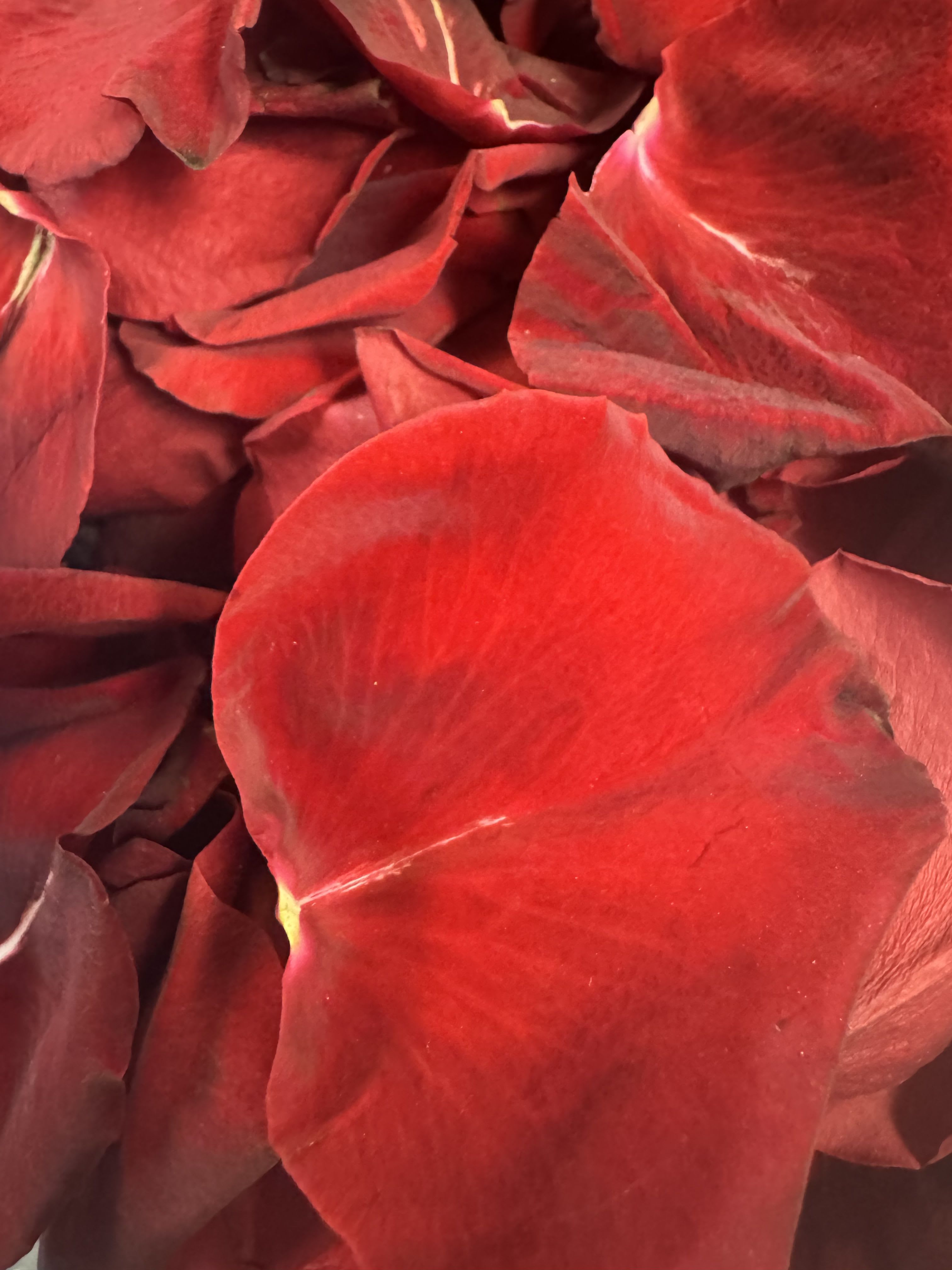 Rose Petals Bag Rose Petals Bag - Red rose and assorted color roses bag of petals.