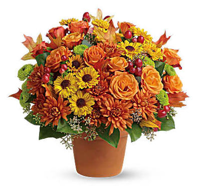 Sugar Maples Bouquets Sugar Maples Bouquets - Chrysanthemums in autumnal colors of yellow, bronze and green - set off by fiery orange roses, seeded eucalyptus and hypericum - nestle together with brilliant fall leaves to create a bright floral arrangement that's reminiscent of a walk in the woods at sugar maple time. A terra-cotta pot adds a rustic touch. Orange spray roses, yellow viking spray chrysanthemums, bronze cushion spray chrysanthemums, green button spray chrysanthemums, red hypericum, seeded eucalyptus, fall leaves and salal are arranged in a terra-cotta pot. Orientation: All-Around