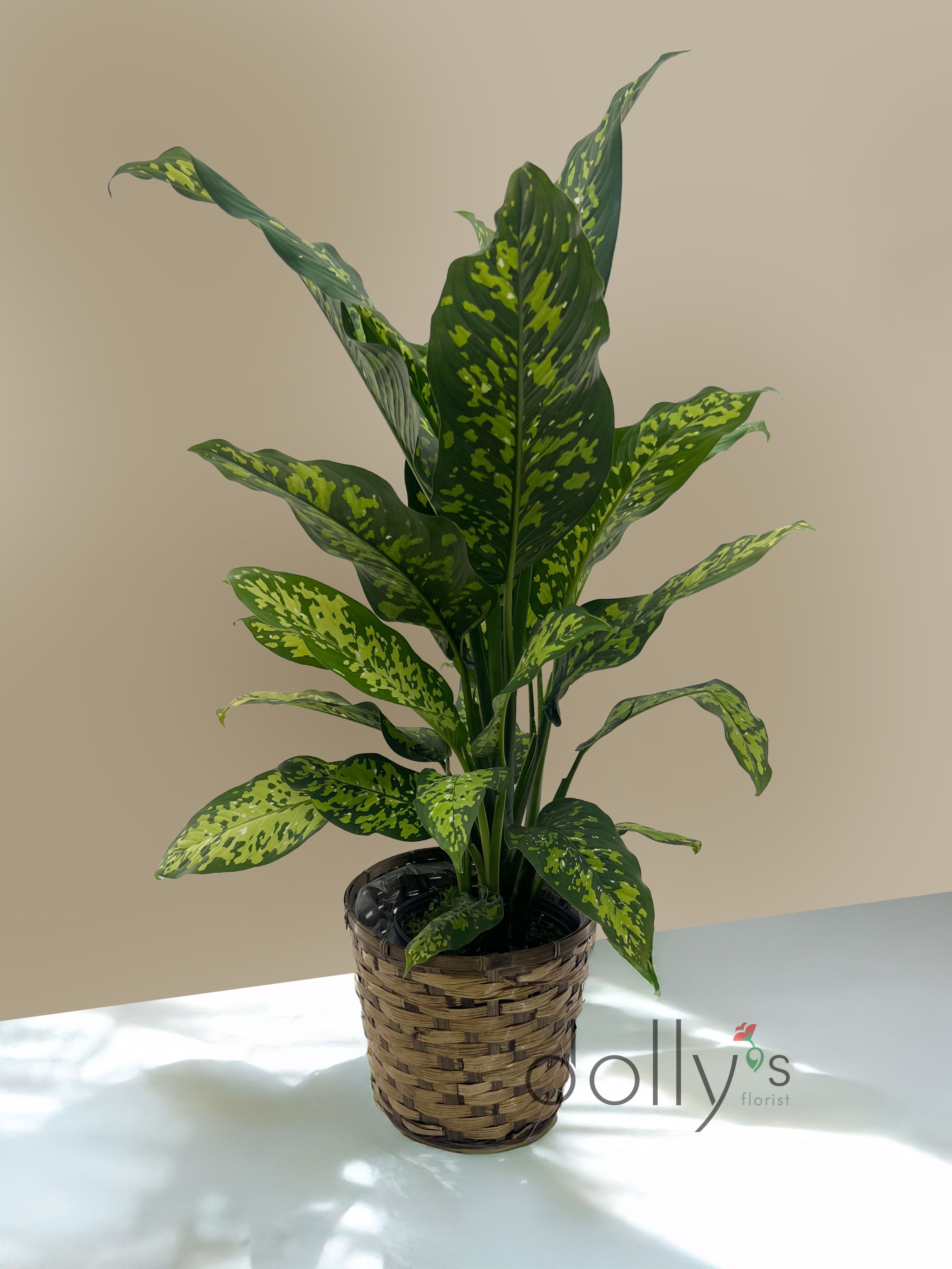 Cheetah Dieffenbachia - Approx 4.5 ft (137cm) tall. 