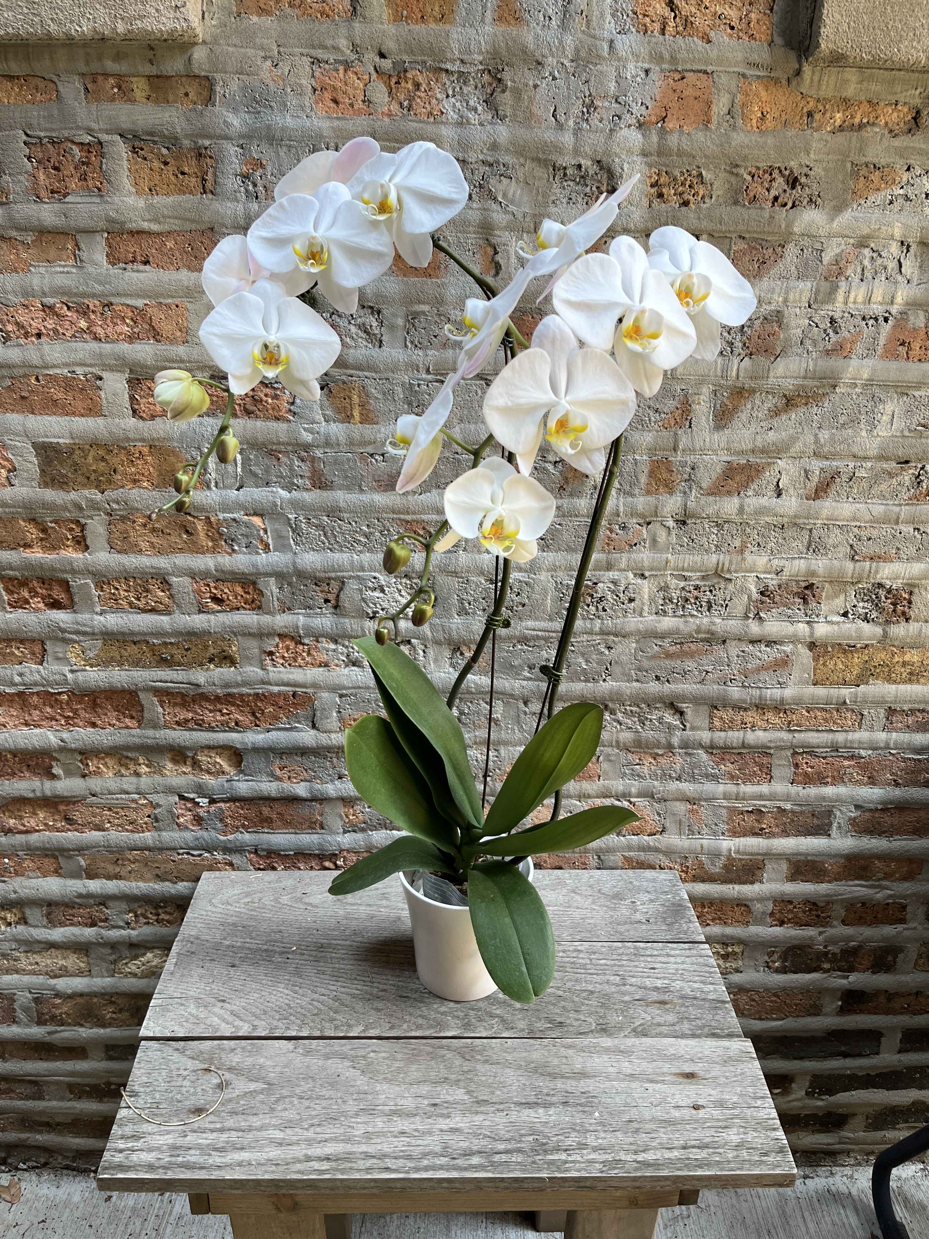 Tall Double Stem Orchid  - Beautiful Double Stem Orchid offered in a Standard Plastic Grey Planter or Designer Planter