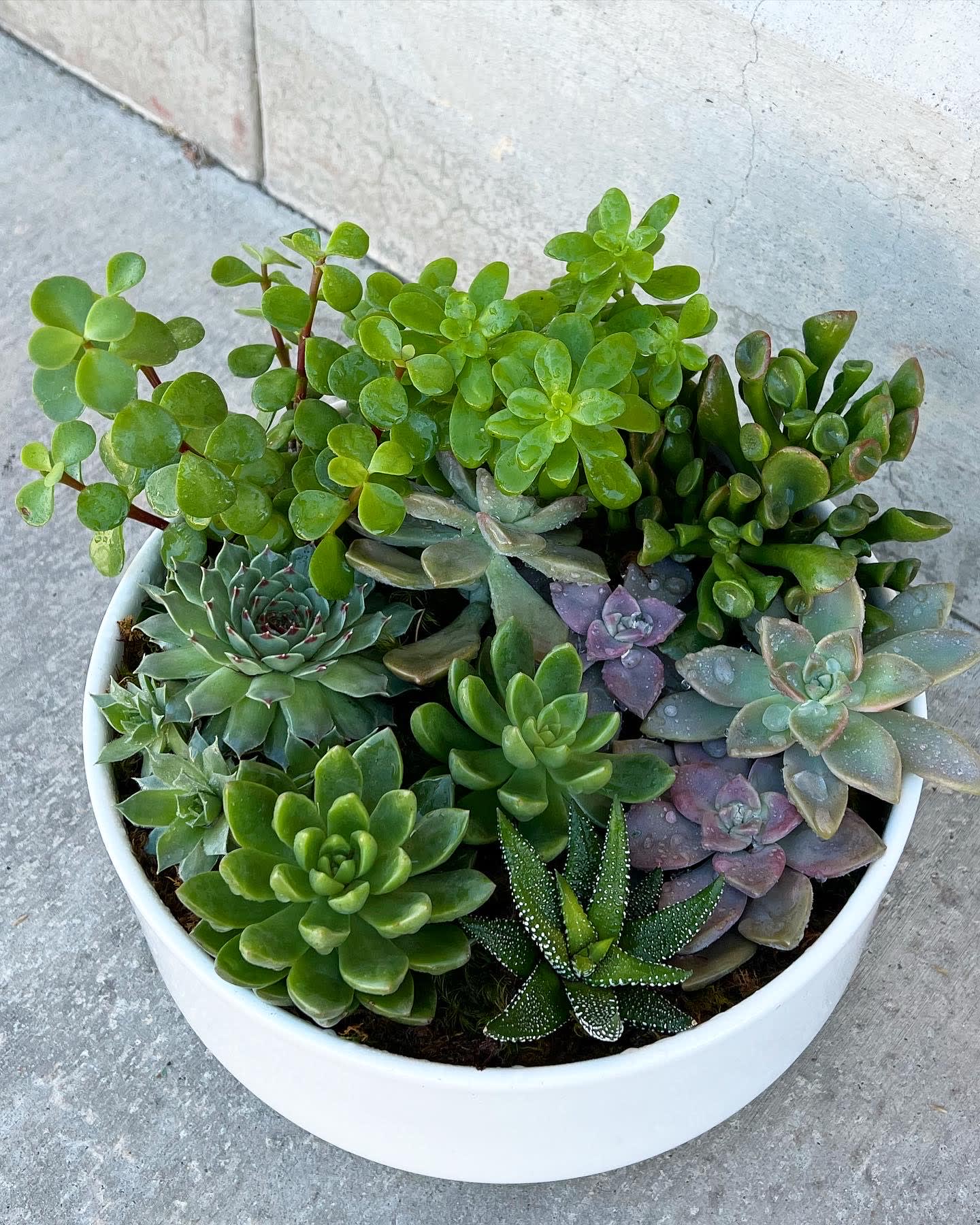 Succulent planter Succulent planter - A variety type of succulent are arranged inside a cream ceramic bowl.