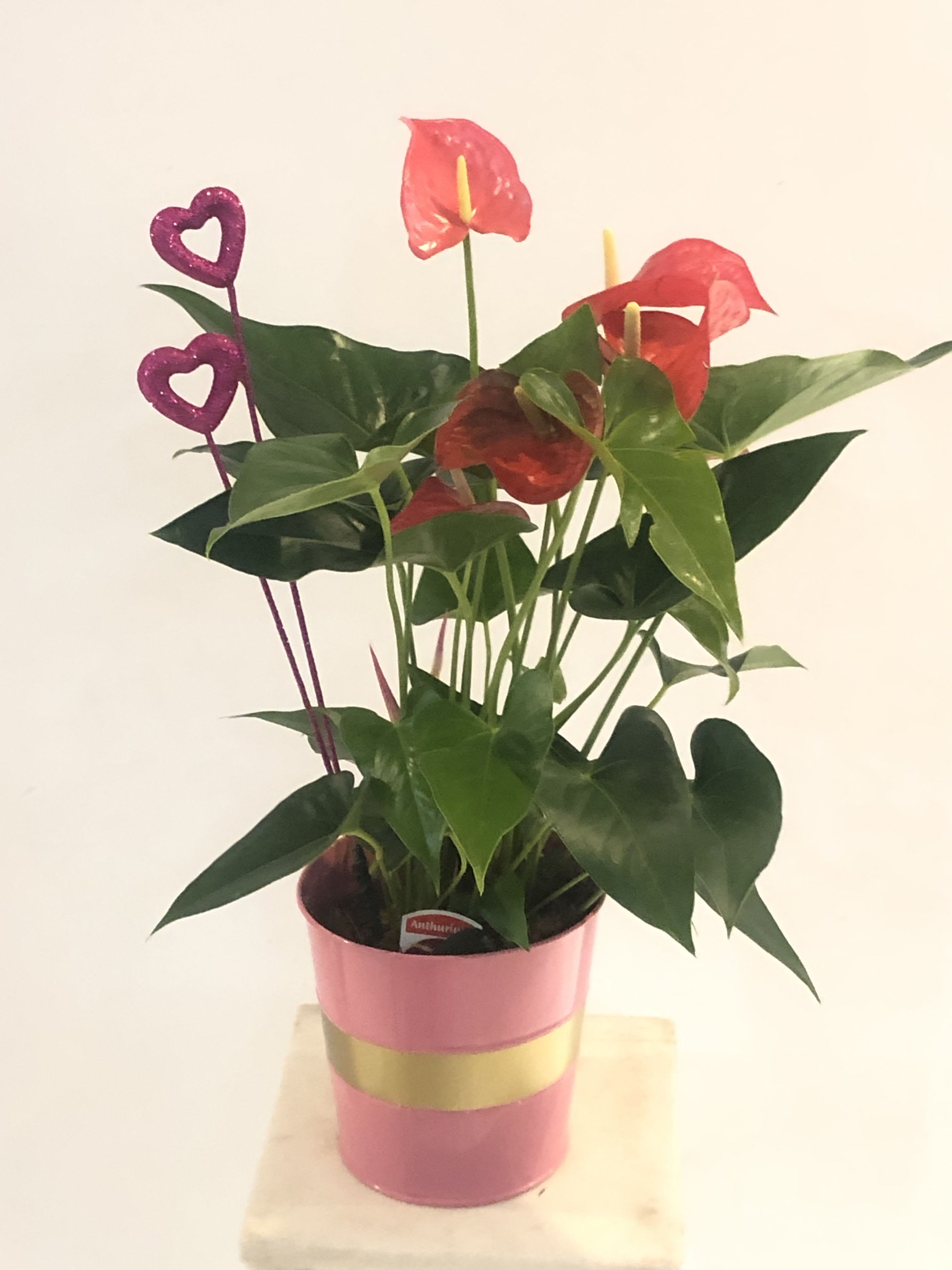 Anthurium Plant Anthurium Plant - Anthurium Plant. Hardy Tropical Plant easy care instructions dressed in Valentines Day Flair.