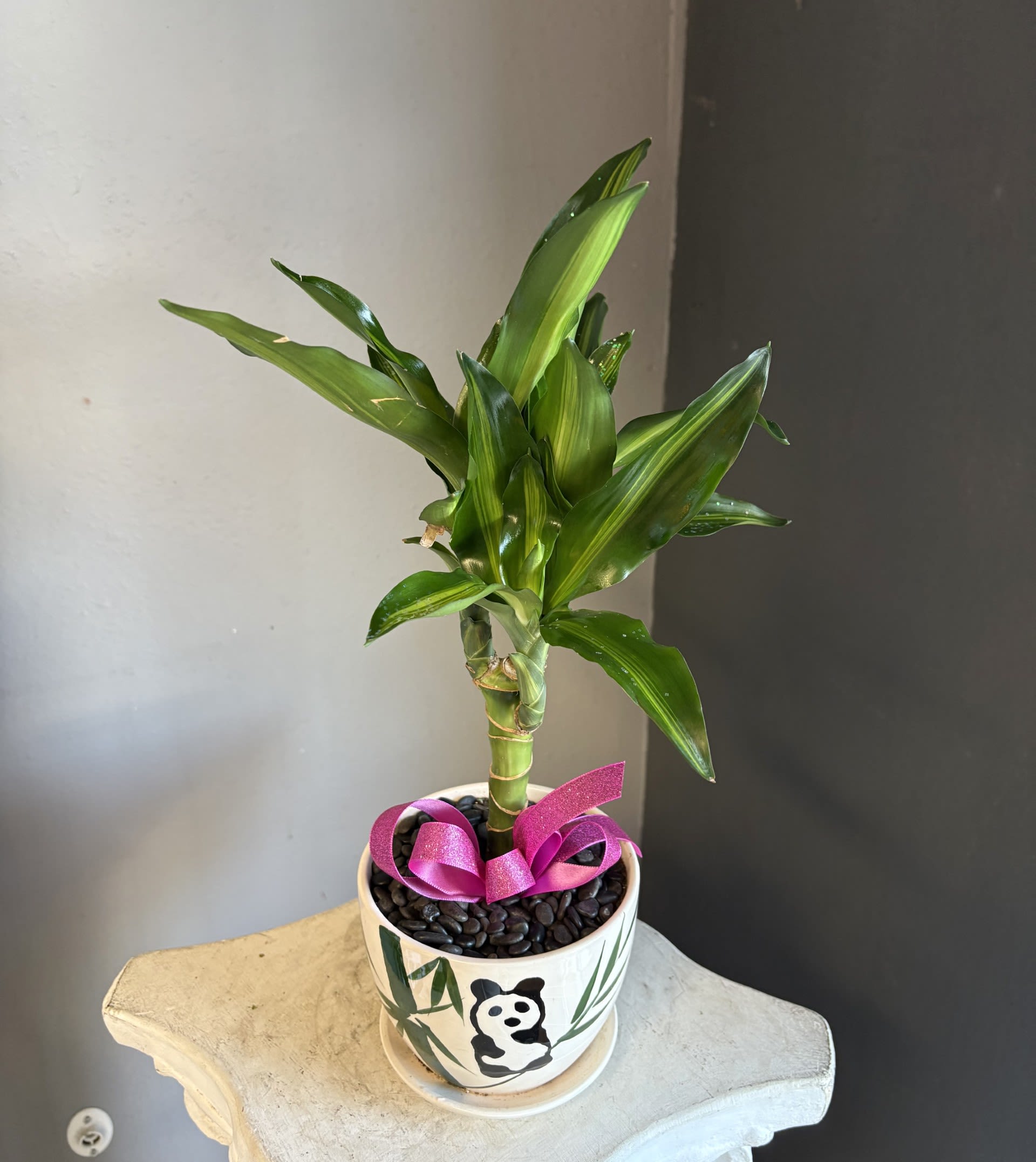 Small Dracaena 1 - A glittery green plant! We love it. A cute small dracaena with glitter and a glittery pink bow, potted in a decorative ceramic. NOT pet friendly.
