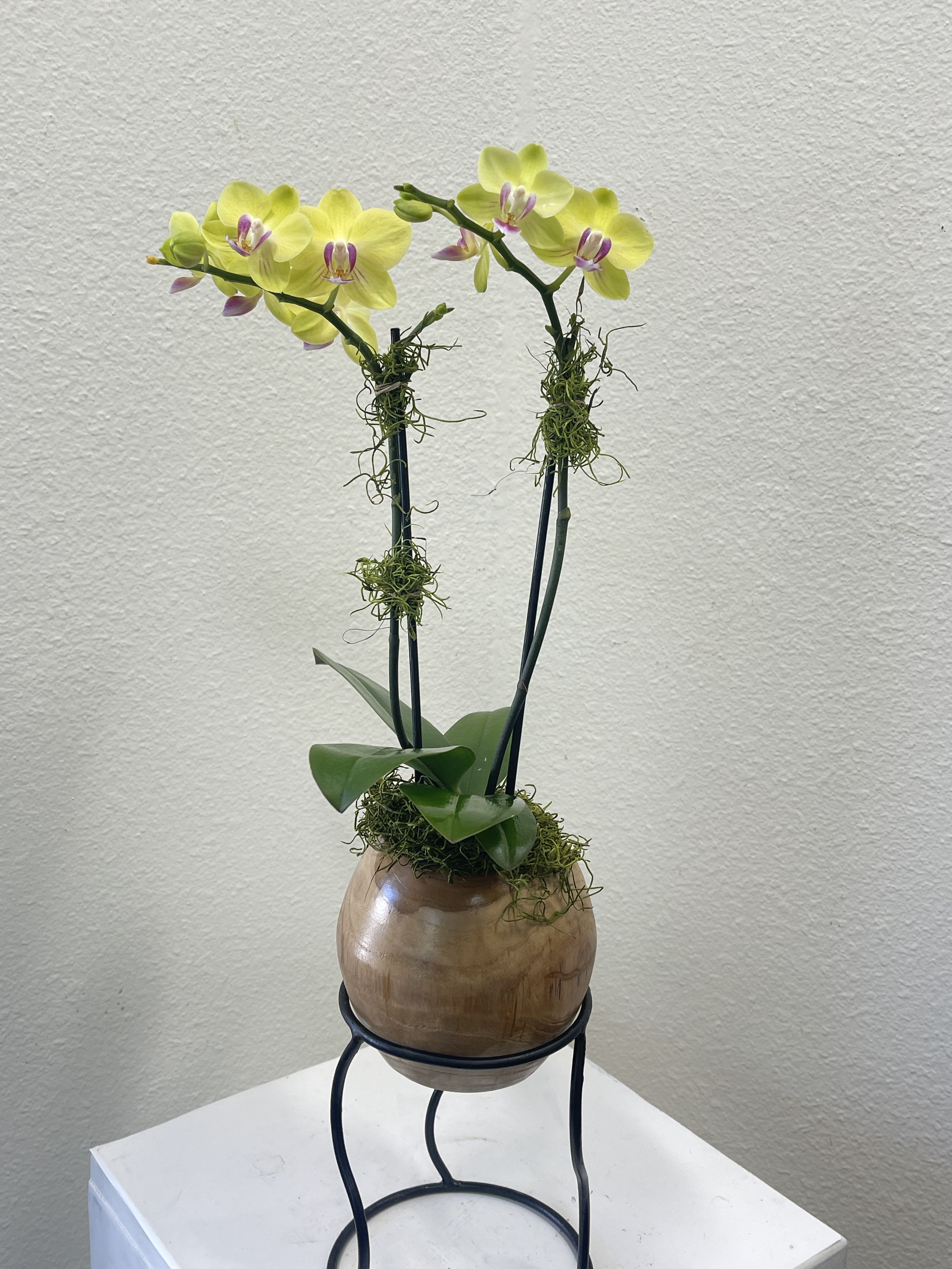 Elemental Orchid - Petite orchid potted in a sophisticated wood pot set on a metal base.