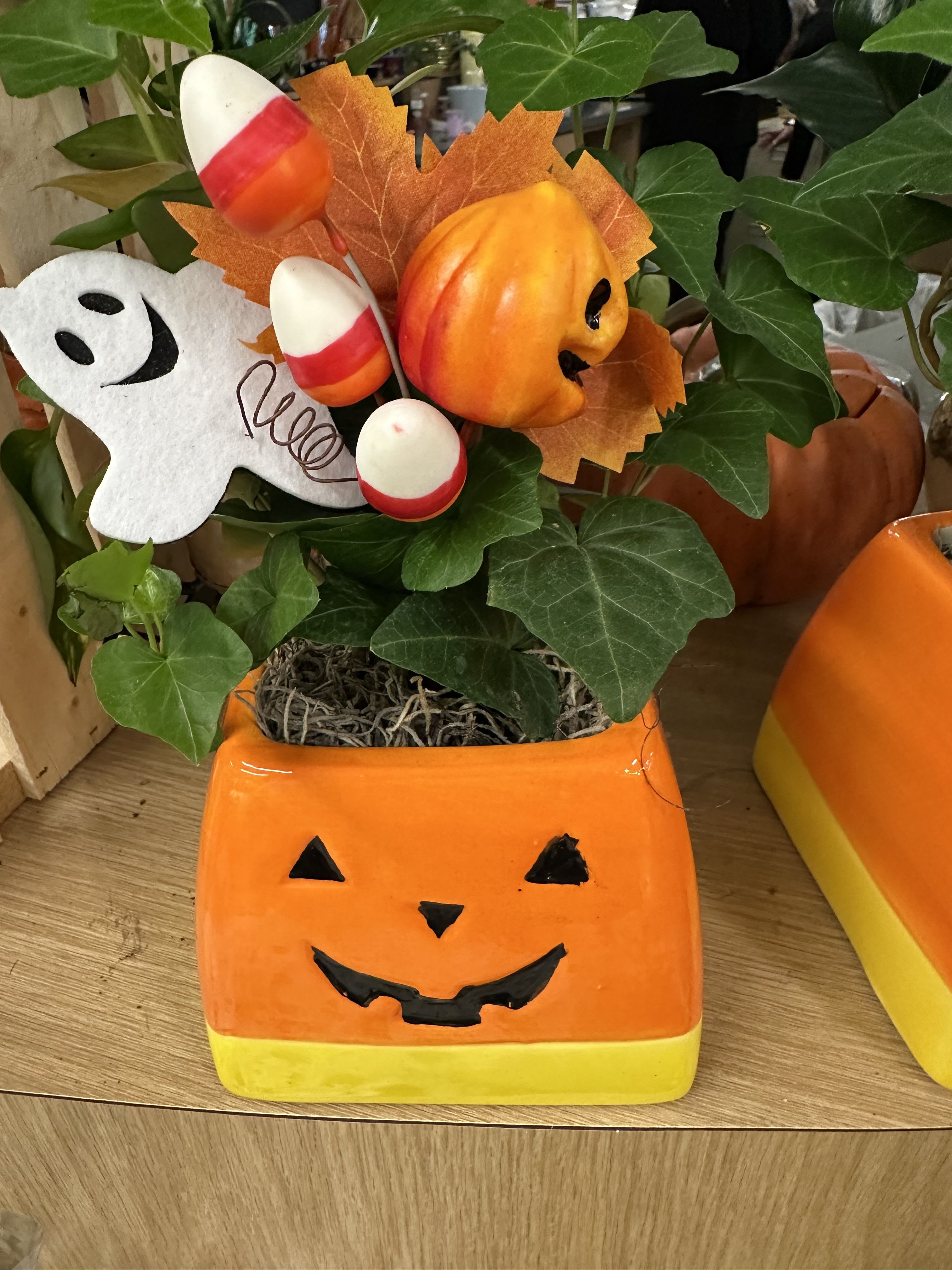 Happy pumpkin  - Little pumpkin plant nice for decorating in fall