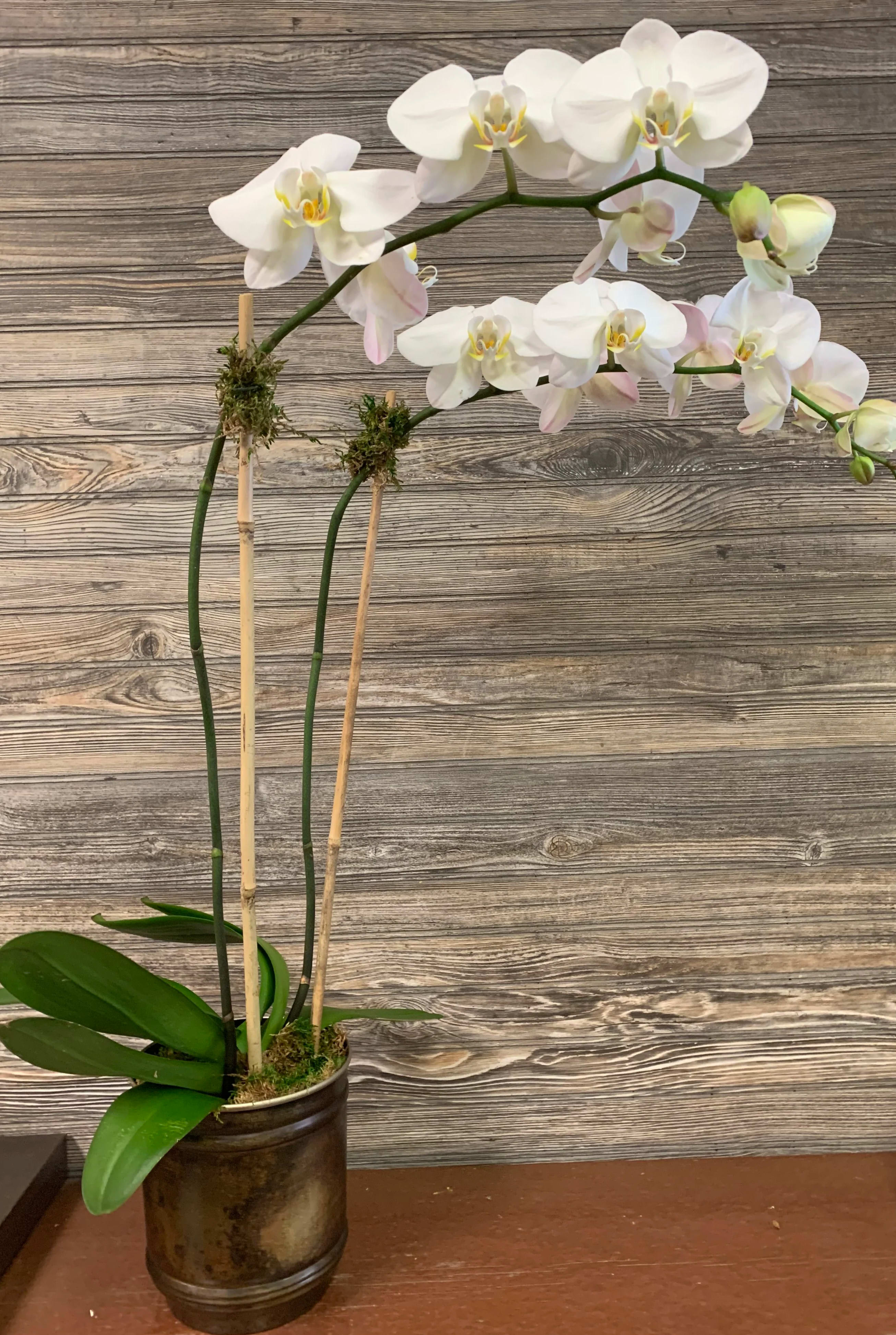 Manhattan White Double Phalaenopsis Orchid  Manhattan White Double Phalaenopsis Orchid  - Large Phalaenopsis Orchid in a stylish antique metal container finished with green moss.  The orchid is about 27 inches tall in a 6x6 metal container.  Orchid blooms are about 4 inches across.