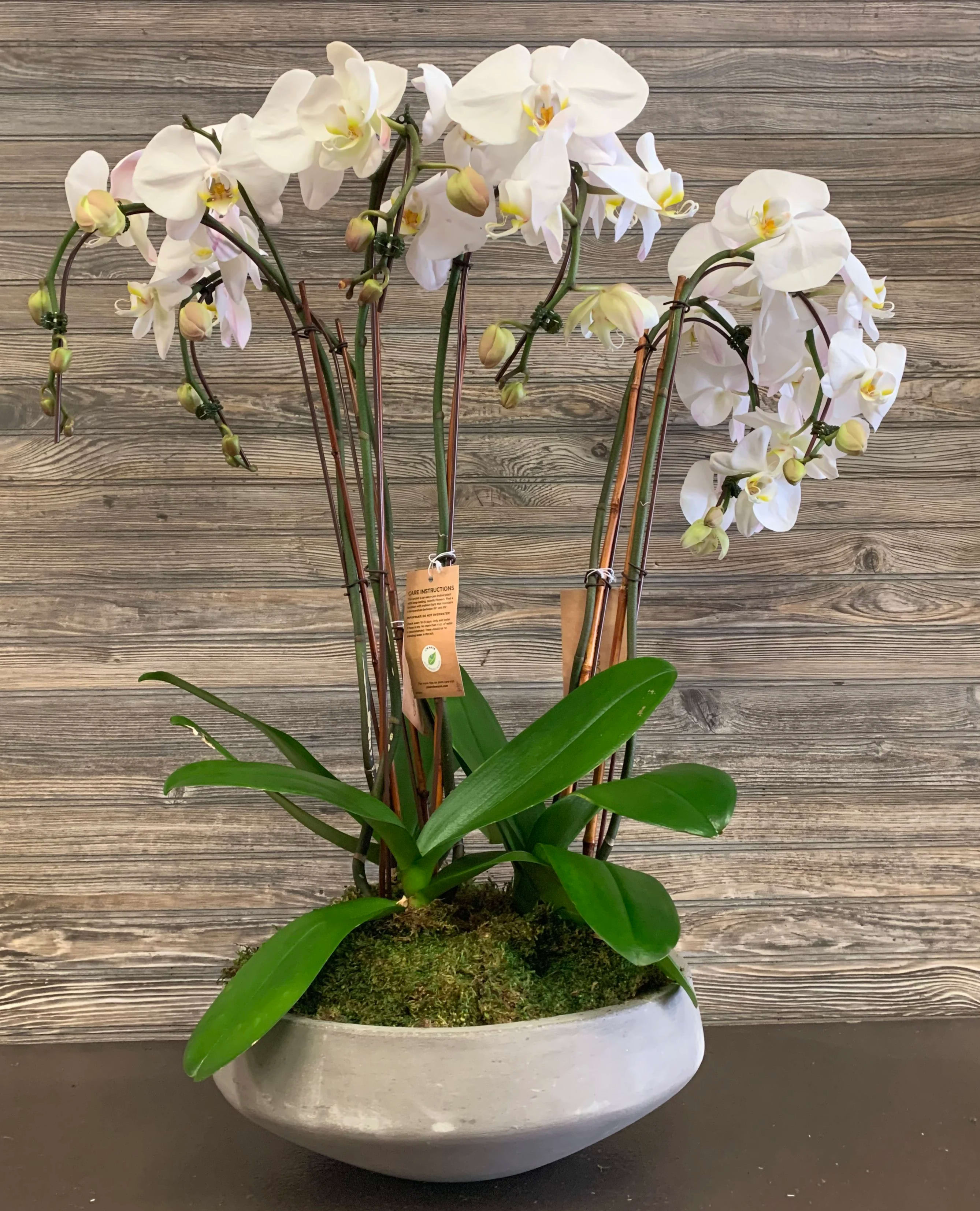 Round cement Phalaenopsis Orchid Planter  - 12 inch round cement bowl with 3 double stemmed Phalaenopsis orchids in it designed and mossed. About 22hx12w, depending on the orchid season and availability height can be taller.  