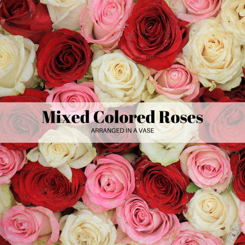 Romantic Roses Vased  - Dozen mixed roses in shades of white, pink, hot pink, lavender, and red arranged with greenery in a clear 9-inch glass vase. Varieties used White Playa Blanca, Light Pink Mondial, Lavender/hot pink Country Blue, and Red Freedom Roses.  STANDARD - DOZEN ROSES NO BB DELUXE - DOZEN ROSES W BB PREMIUM - 2 DOZEN WITH BB 