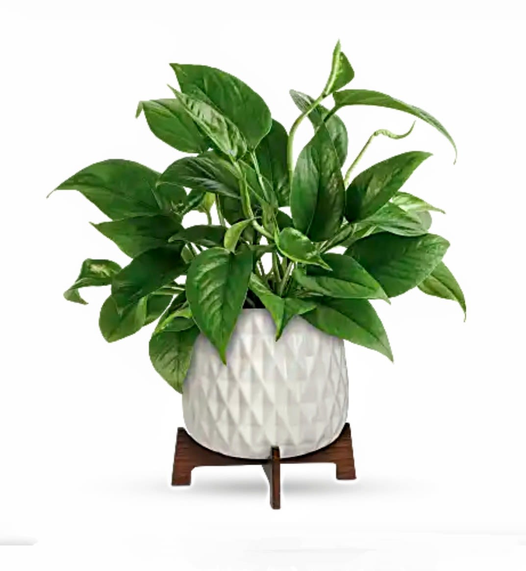 Lux Leaves Pothos Plant Lux Leaves Pothos Plant - A luxurious, living gift, this gorgeous pothos plant gets a mid-century makeover in this semi-gloss geometric ceramic planter with a trendy wooden stand. Pothos plants are easy to care for and help remove toxins from the air. Keep the plant in medium light and water once per week. Delivered in a modern white geometric planter complete with wooden stand and dressed with natural green moss. Measures approx. 14" high and 10" wide