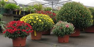 THEIR BACK!!!!! MUMS THEIR BACK!!!!! MUMS - large 14" pot of fall mums with a large bow