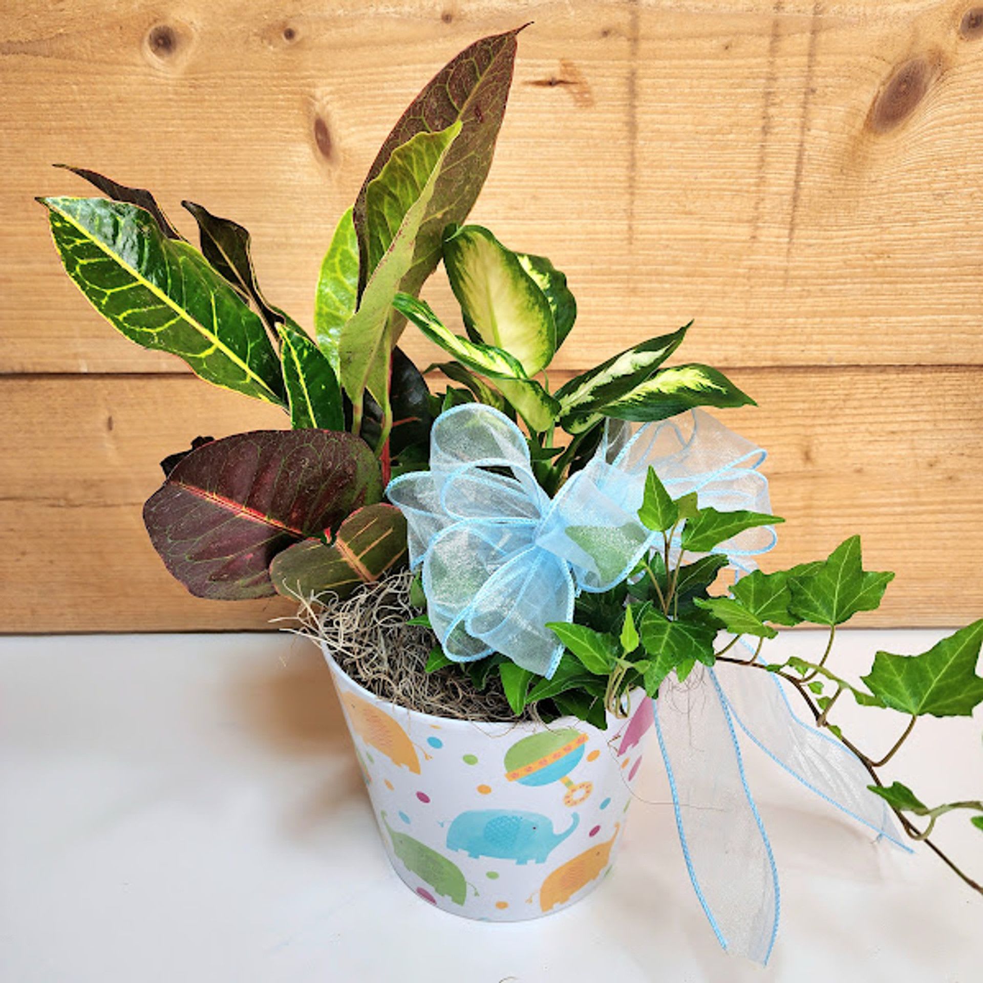 Baby Boy Celebration Planter Baby Boy Celebration Planter - Baby Boy Celebration Planter  Welcome the newest bundle of joy with our Baby Boy Celebration Planter, a thoughtful gift that brings lasting cheer to any nursery or home. This charming planter features a lush mix of easy-care green plants, including croton, dieffenbachia, and trailing ivy, creating a fresh burst of life and color.  Presented in a keepsake container adorned with playful elephants and colorful accents, this gift is finished with a soft pink bow for an extra touch of sweetness. Perfect for celebrating baby’s arrival, sending warm wishes to new parents, or brightening a baby shower.  Plant varieties may vary based on availability.  16" H x 8" W